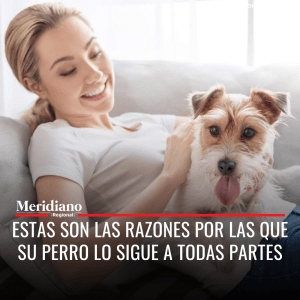 meridiano regional - noticias cauca - noticias popayán - por que mi perro me sigue a todas partes - Estas son las razones por las que su perro lo sigue a todas partes