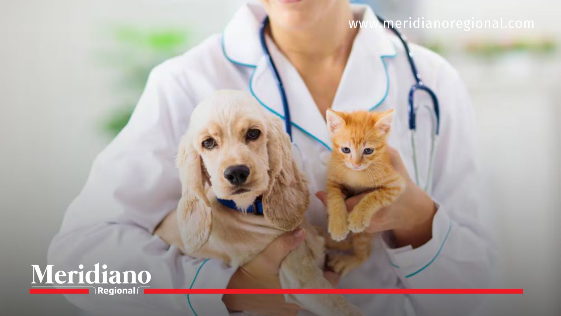 ¿Sabía que la esterilización para perros y gatos es una política de Estado?