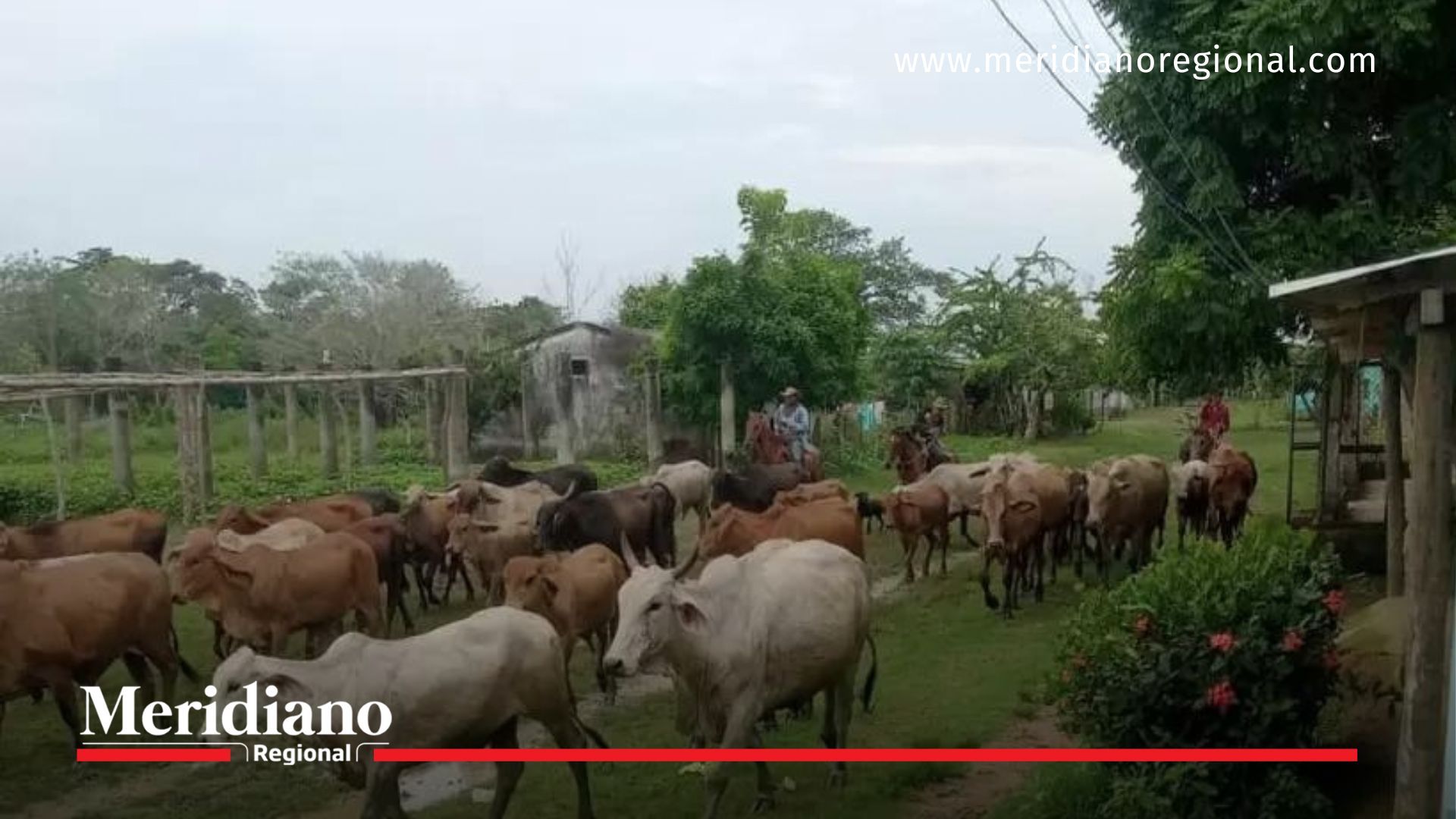 Río Cauca causa estragos miles de reses se han tenido que trasladar en Córdoba