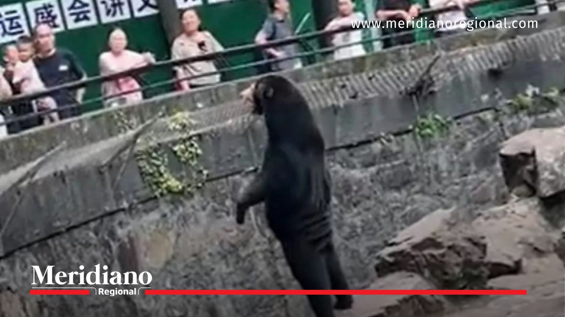 Zoológico chino en el ojo del huracán, por exhibición de pandas falsos