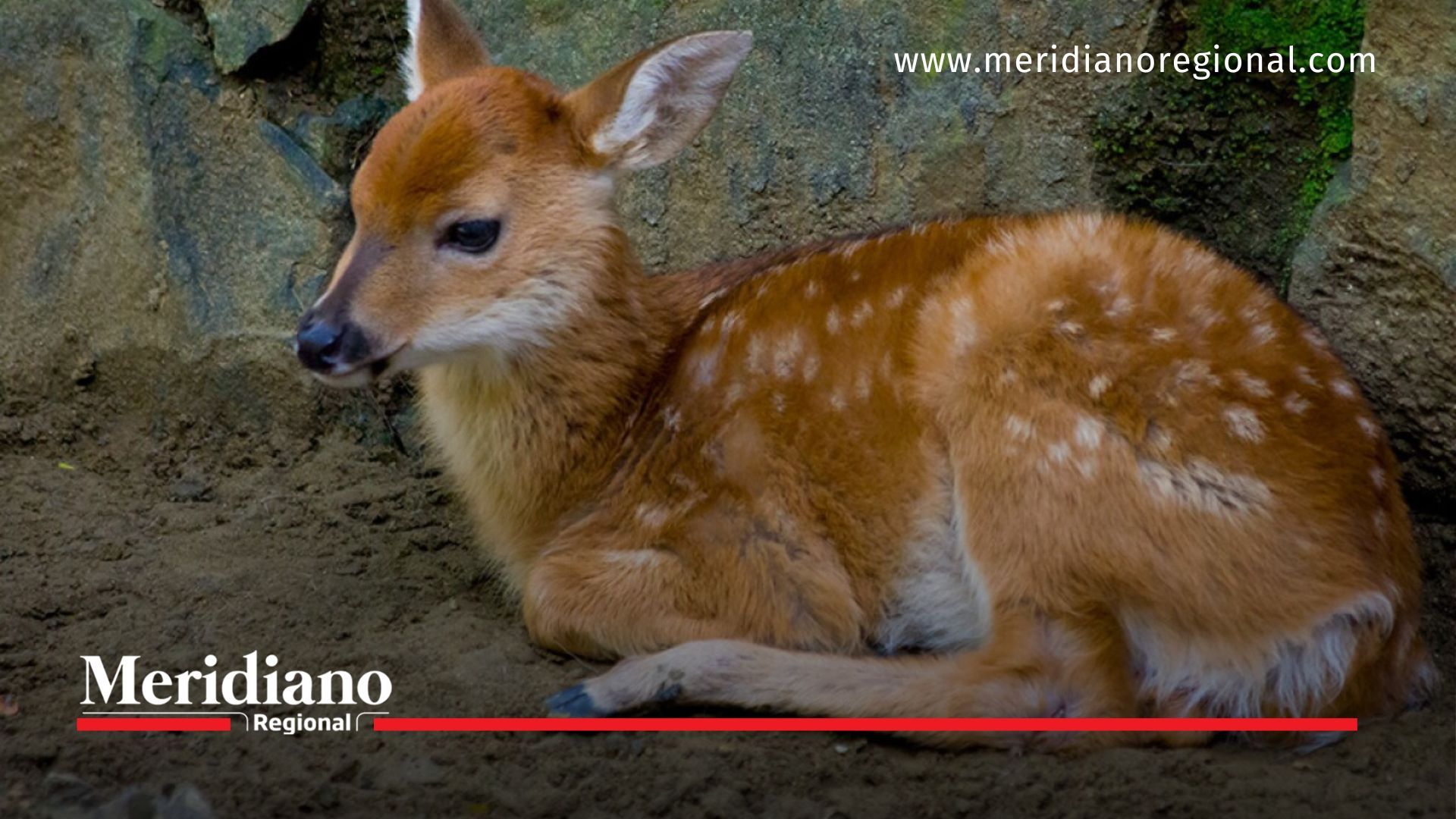 Encuentran un hogar para Bambi, el venado rescatado en Putumayo