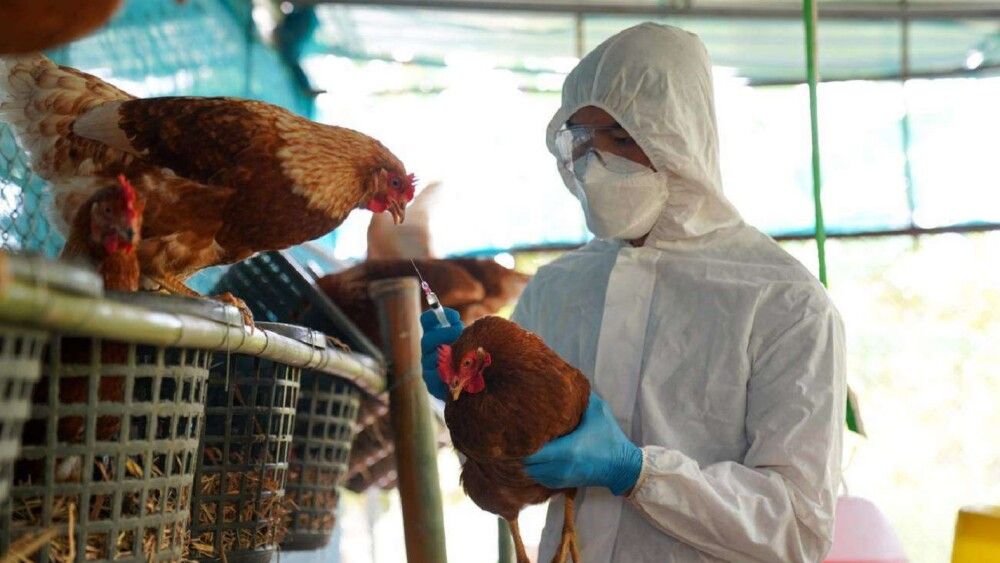 Primera muerte humana por gripe aviar en el mundo: Impacto y escenarios futuros