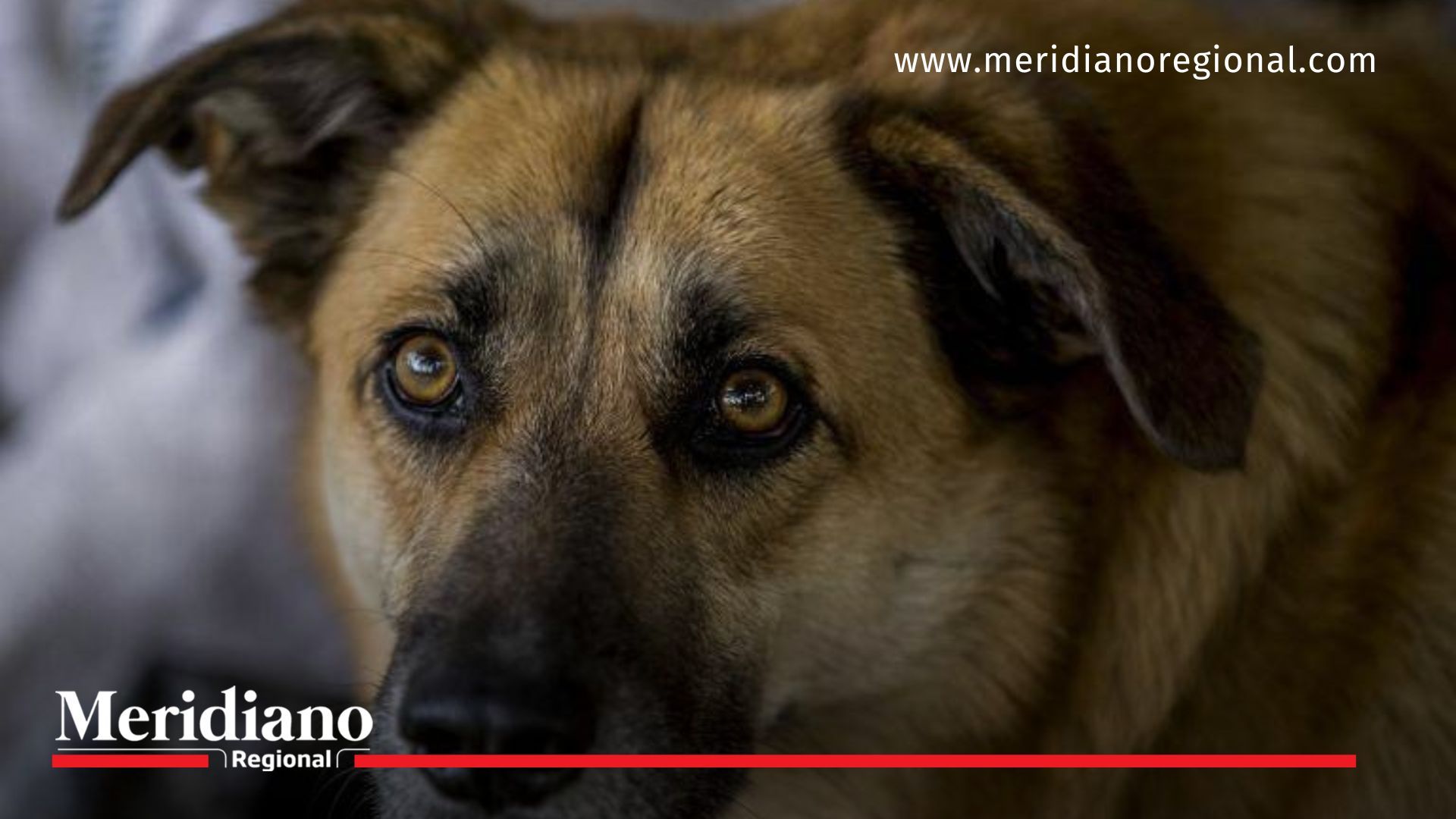 Polémica en Turquía por el anuncio de sacrificar perros callejeros