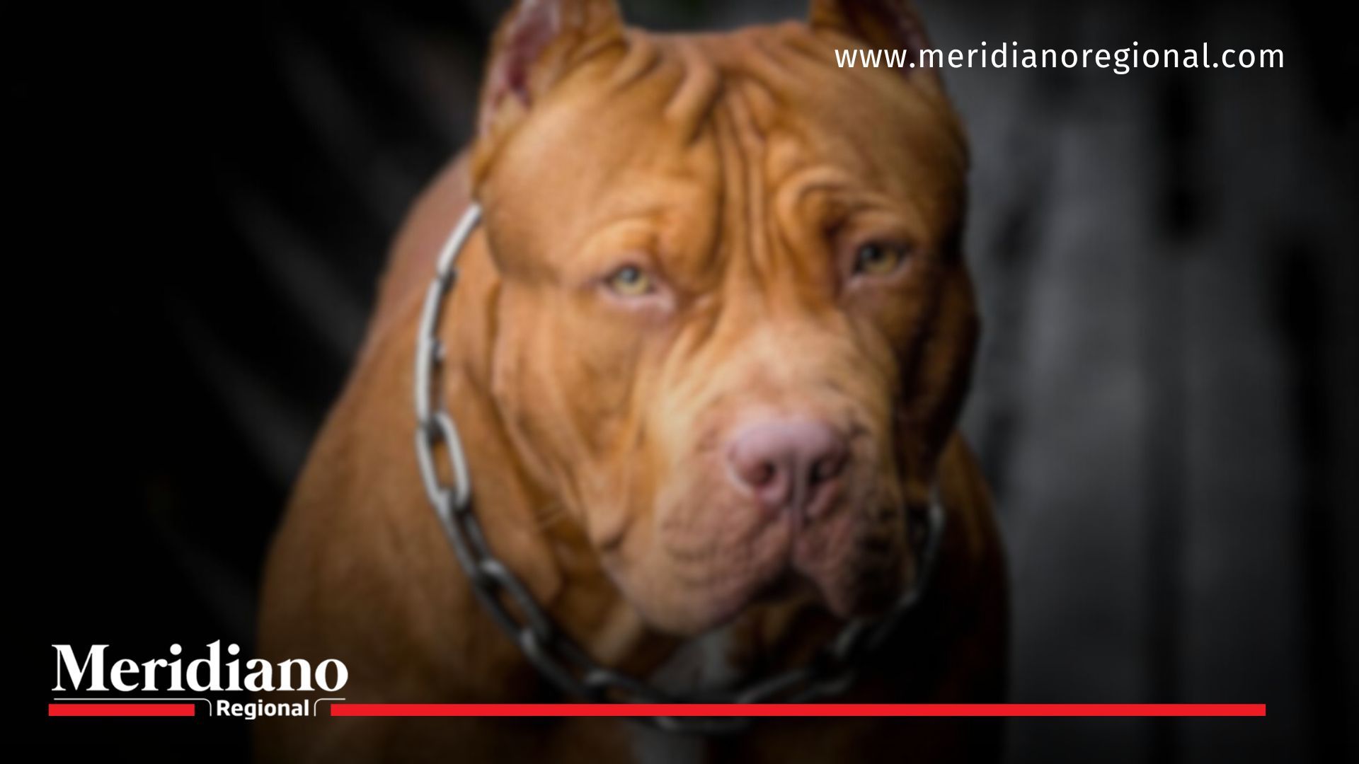 Ataque de Pitbulls dejó a un hombre gravemente herido en Bogotá