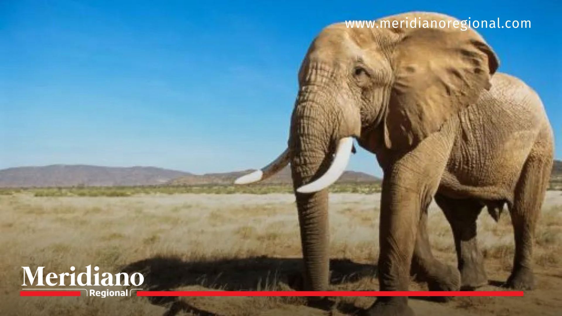 Turista Español falleció pisoteado por elefante en Parque Nacional Pilanesberg