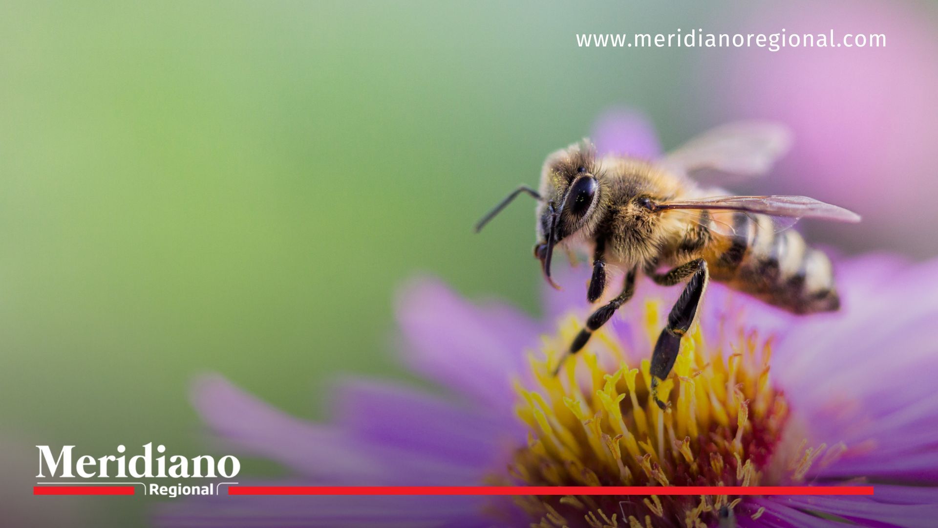 ¿Conoces la importancia de proteger a las abejas?