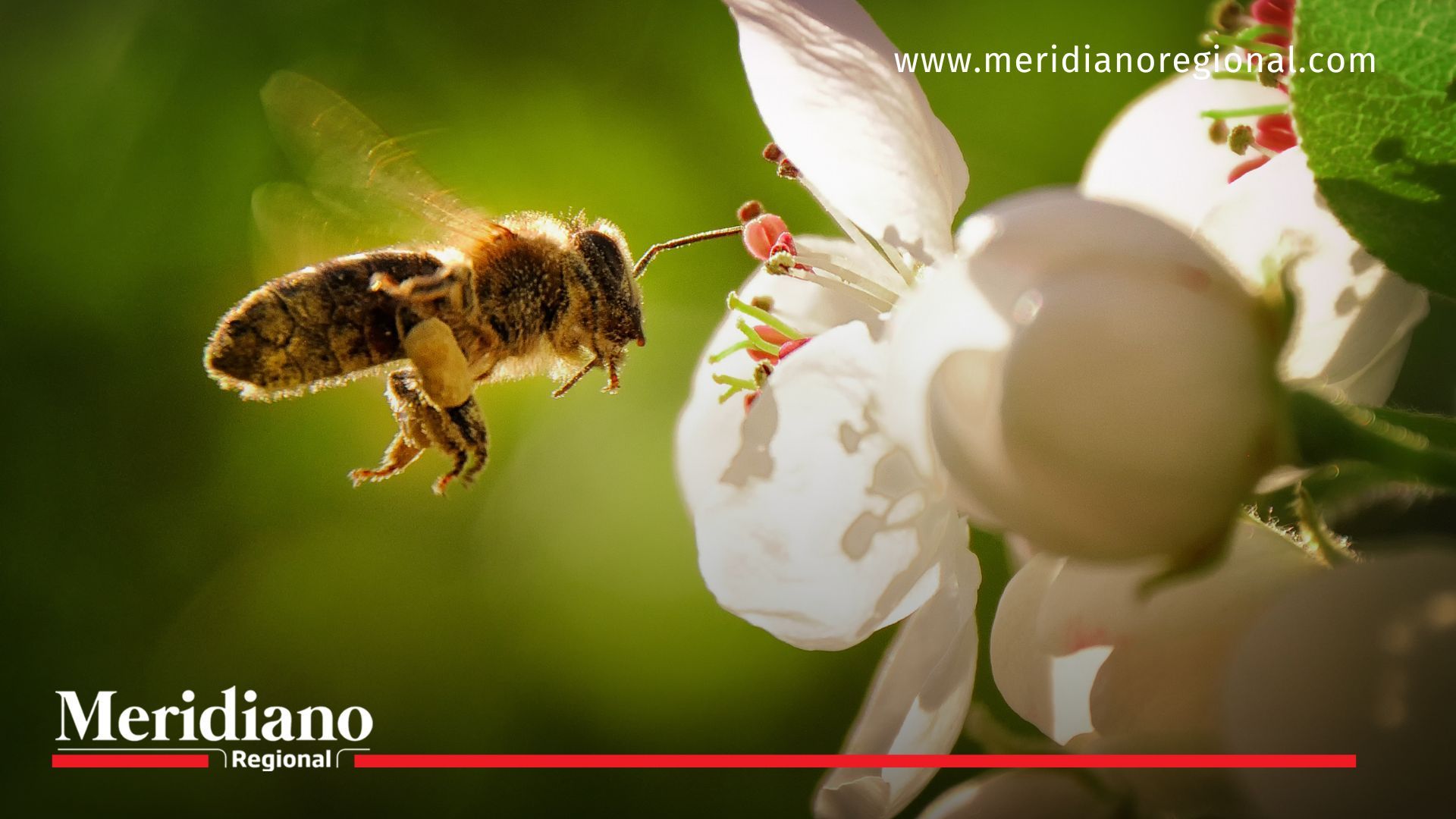 ¿Conoces la importancia de proteger a las abejas?