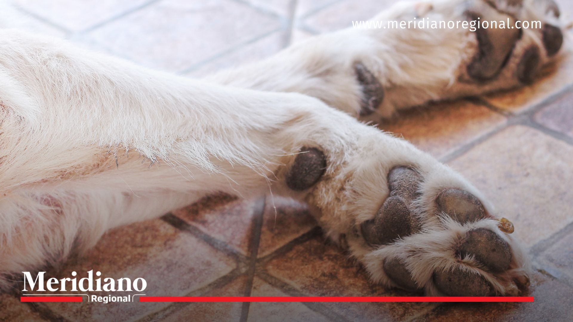 Médica lanza veneno en veterinaria en Bogotá por ladridos de caninos
