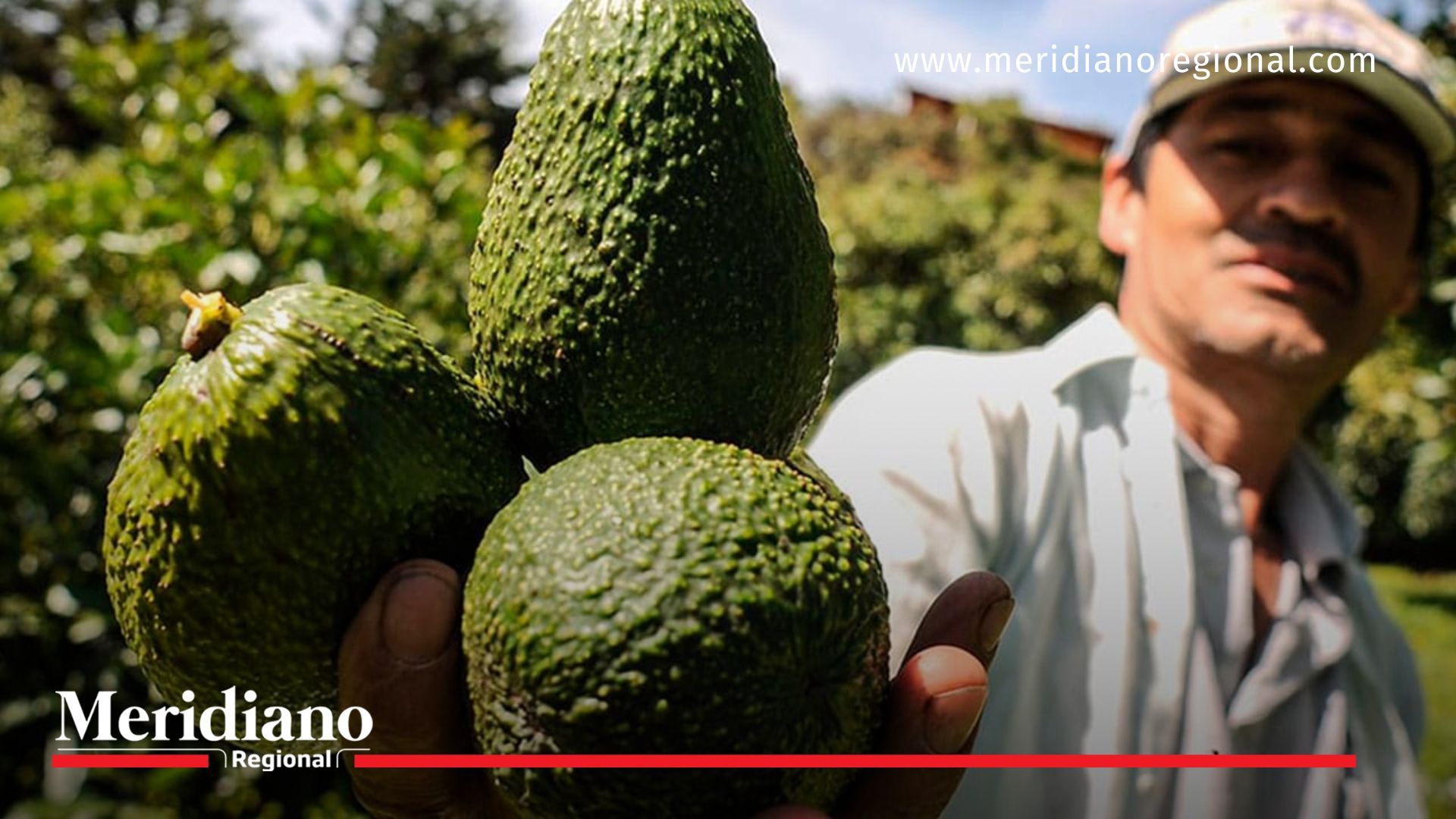aguacate