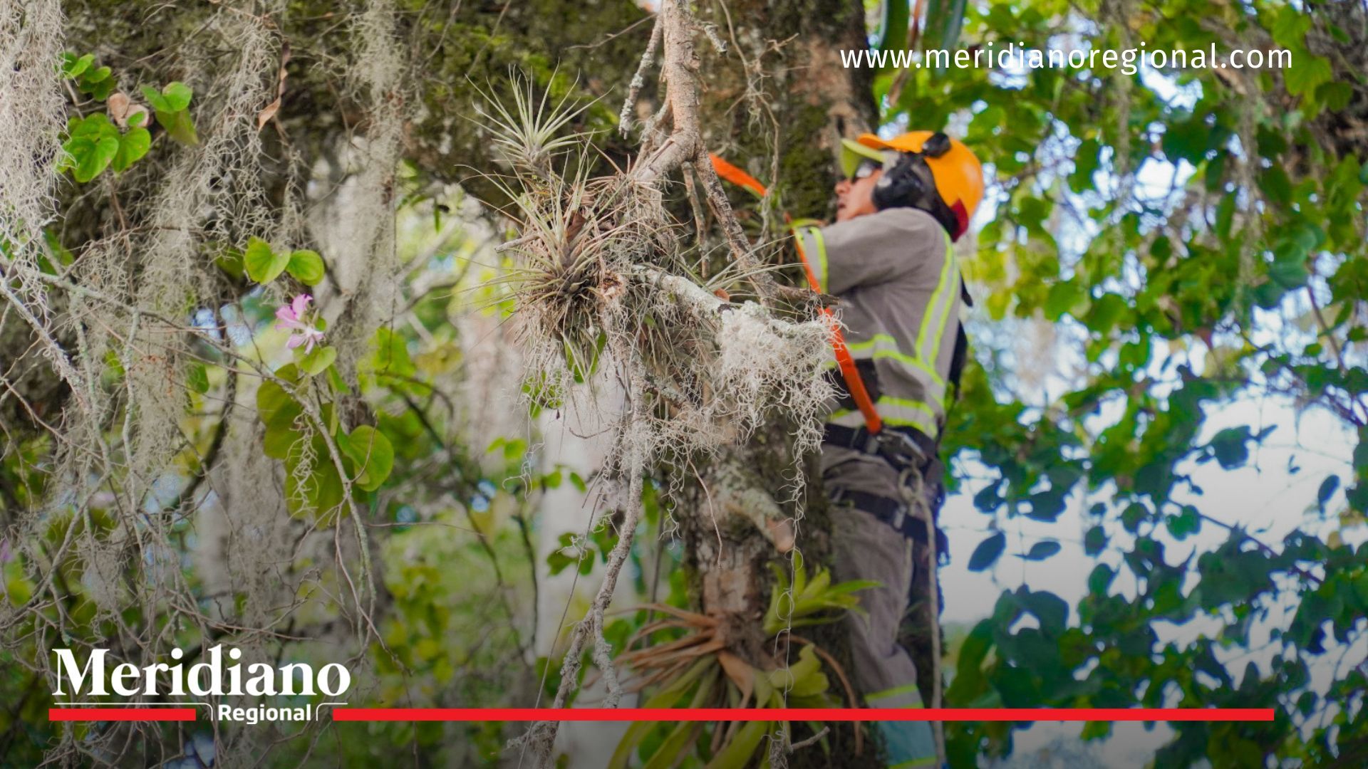 Intervienen árboles del Parque Caldas: algunos representan un riesgo de caída