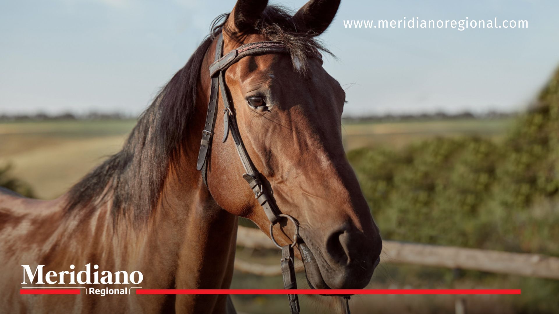  Un nuevo estudio demuestra que los caballos tienen inteligencia avanzada