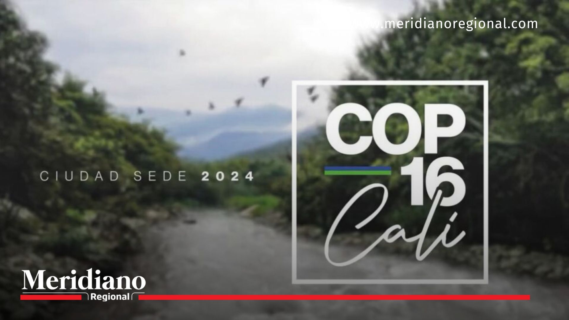 COP16