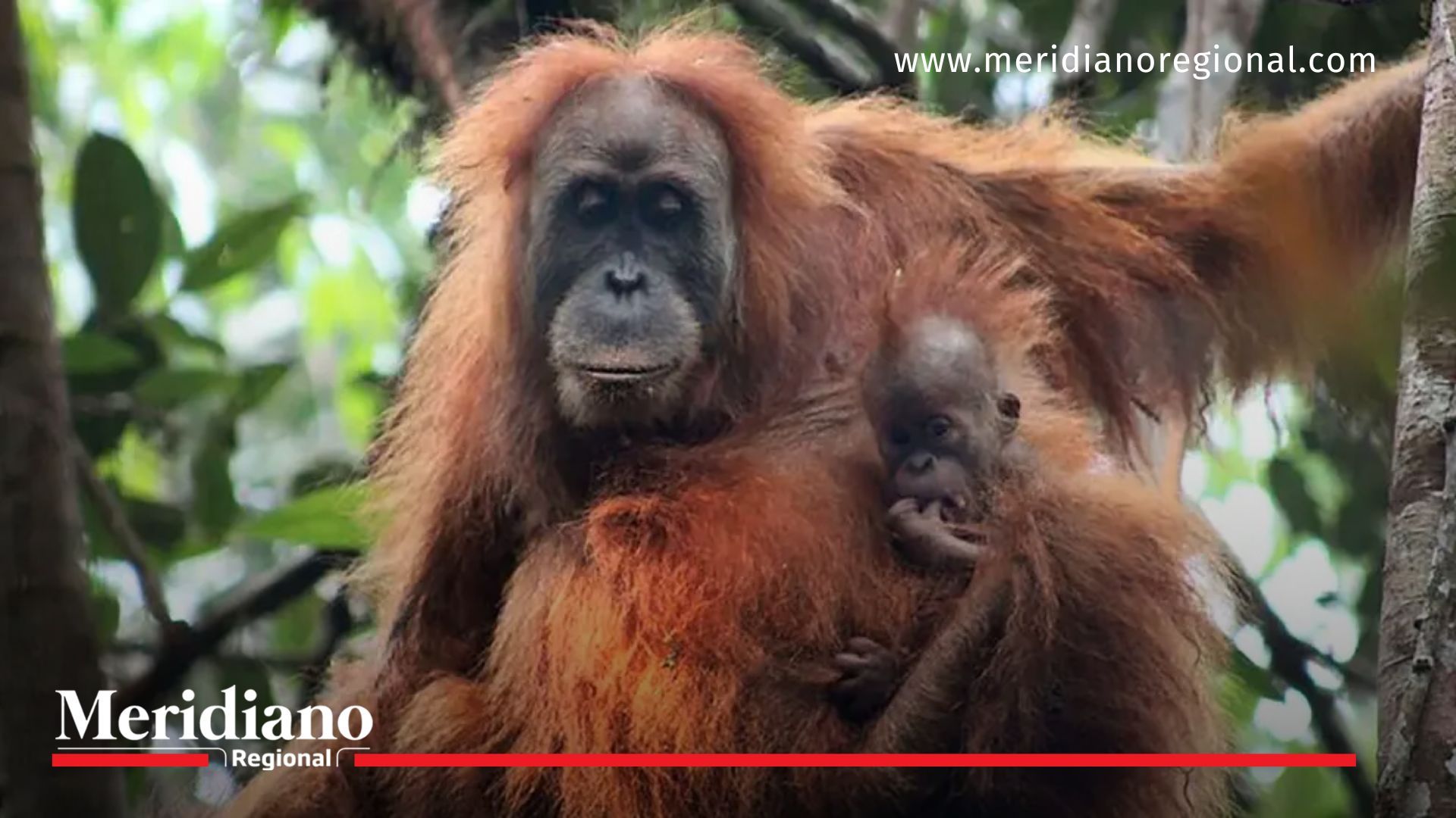 ¿Sabias que el día del orangután se conmemoró el 19 de agosto?