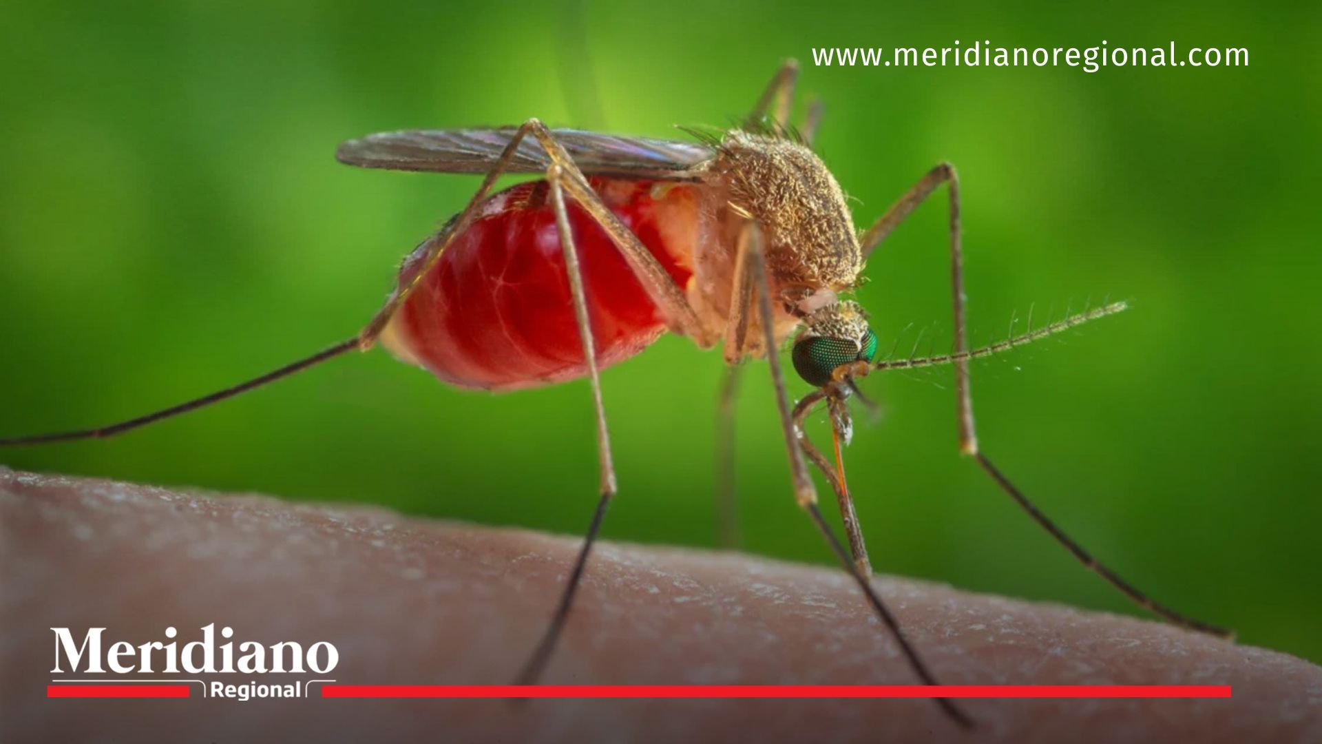 Alerta en Europa: Aumento de casos de virus del Nilo Occidental este verano