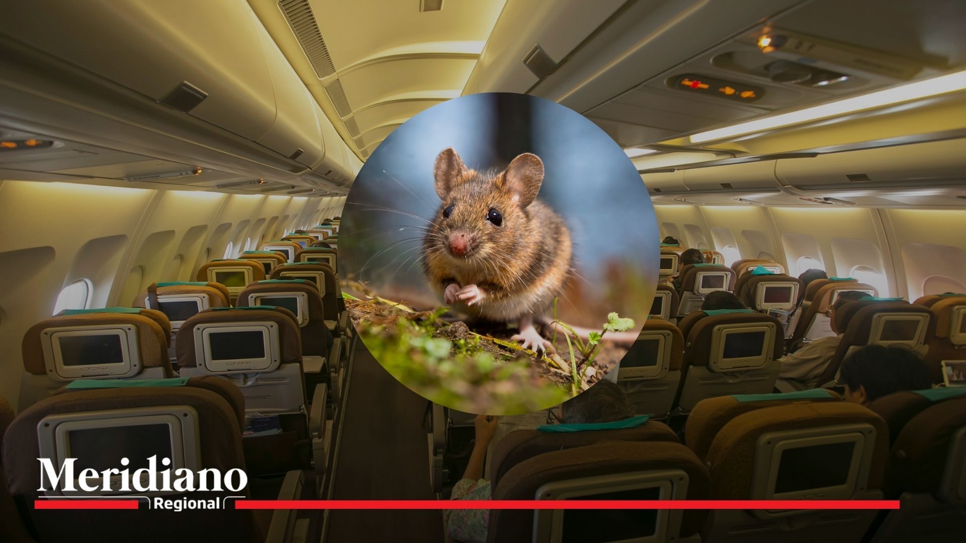 Ratón en la comida de pasajera, provoco aterrizaje forzoso y cambio de avión