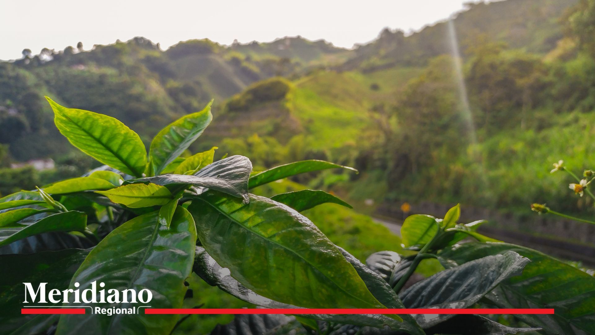 Descubre las regiones que producen el mejor café de Colombia - Meridiano Regional Descubre las regiones que producen el mejor café de Colombia