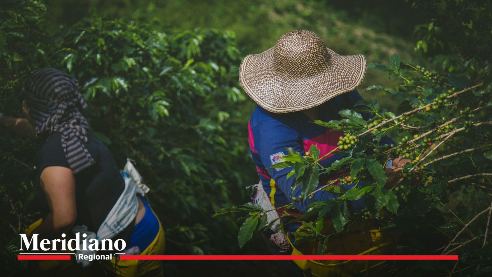 Santander busca miles de recolectores de café