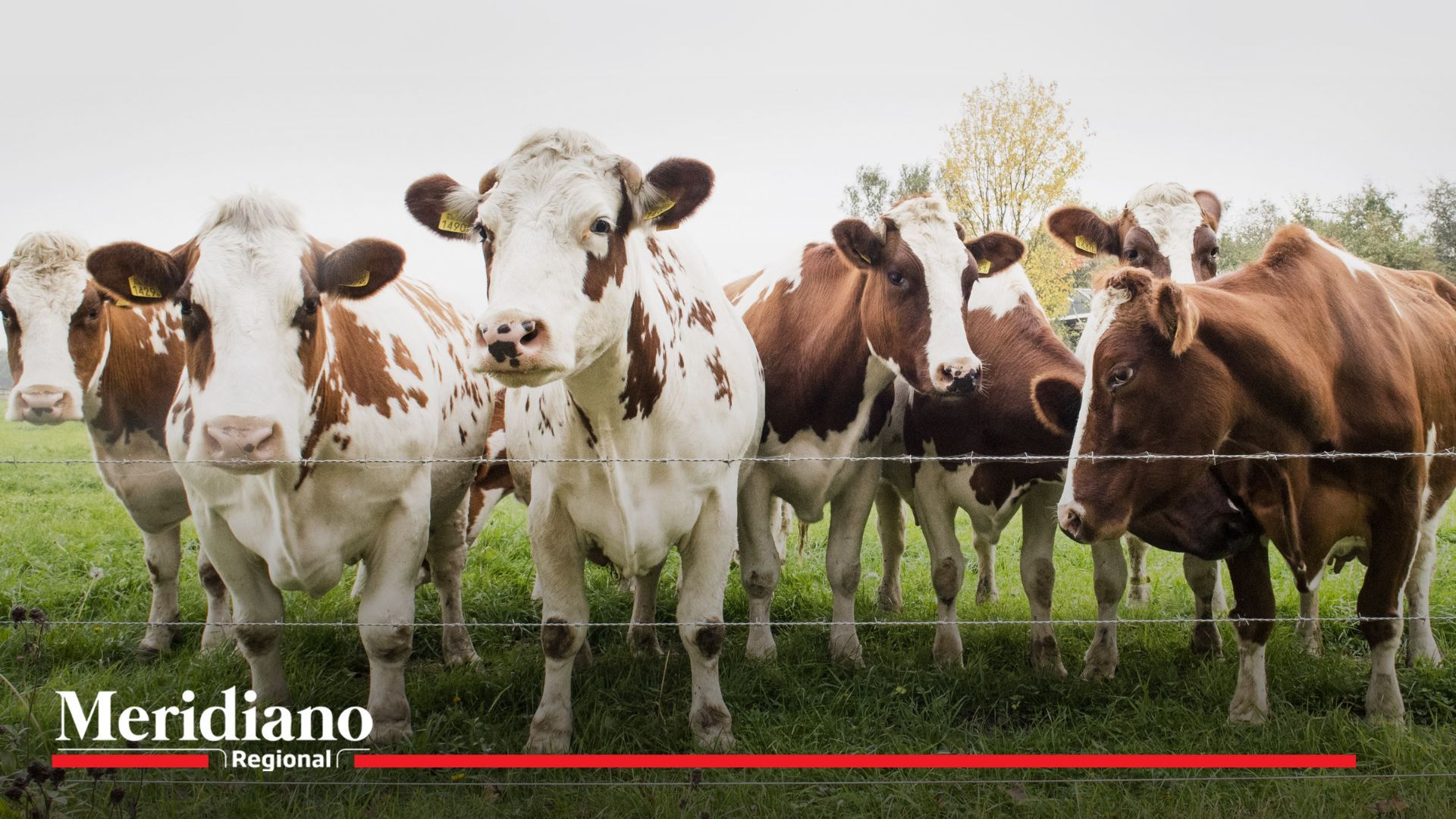 Gremio lechero previene sobre crisis por sequía y disminución en producción de leche