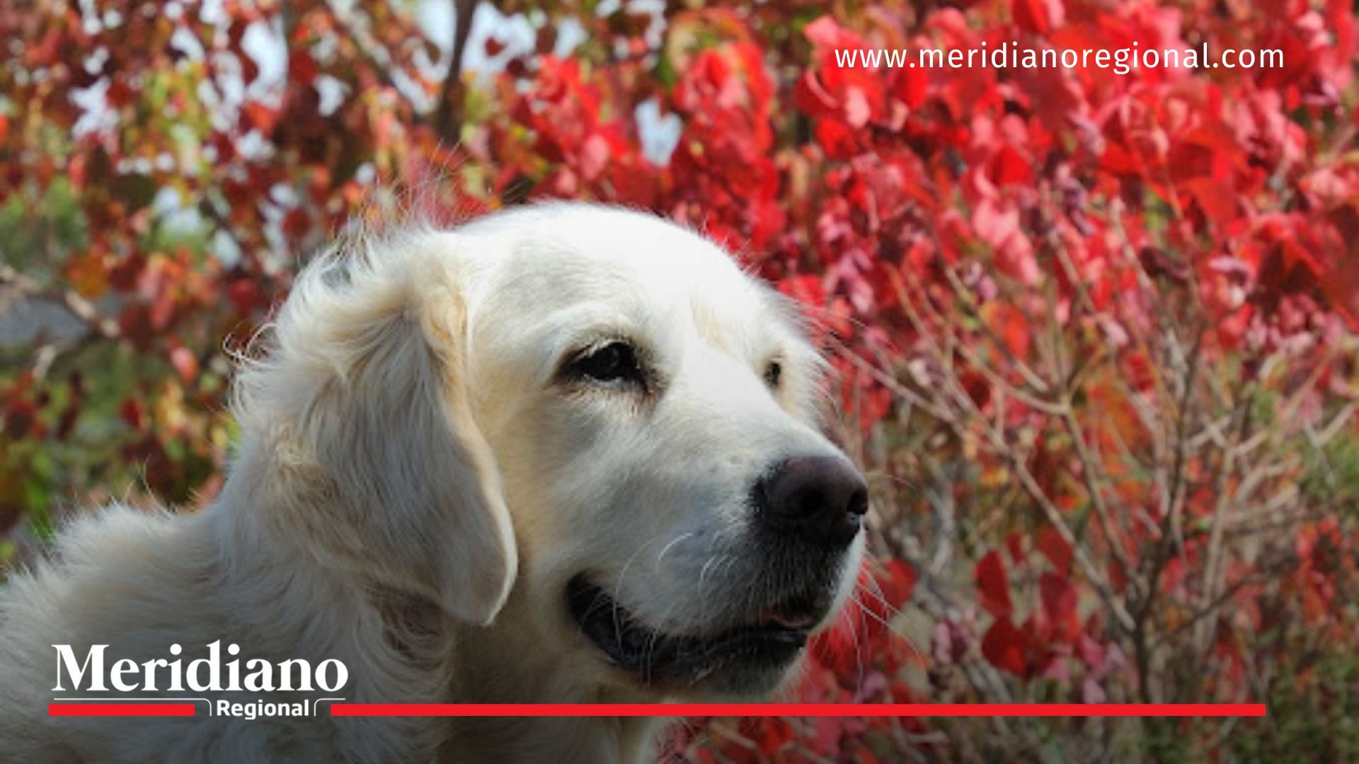 ¿Pueden los perros detectar enfermedades antes que los médicos?
