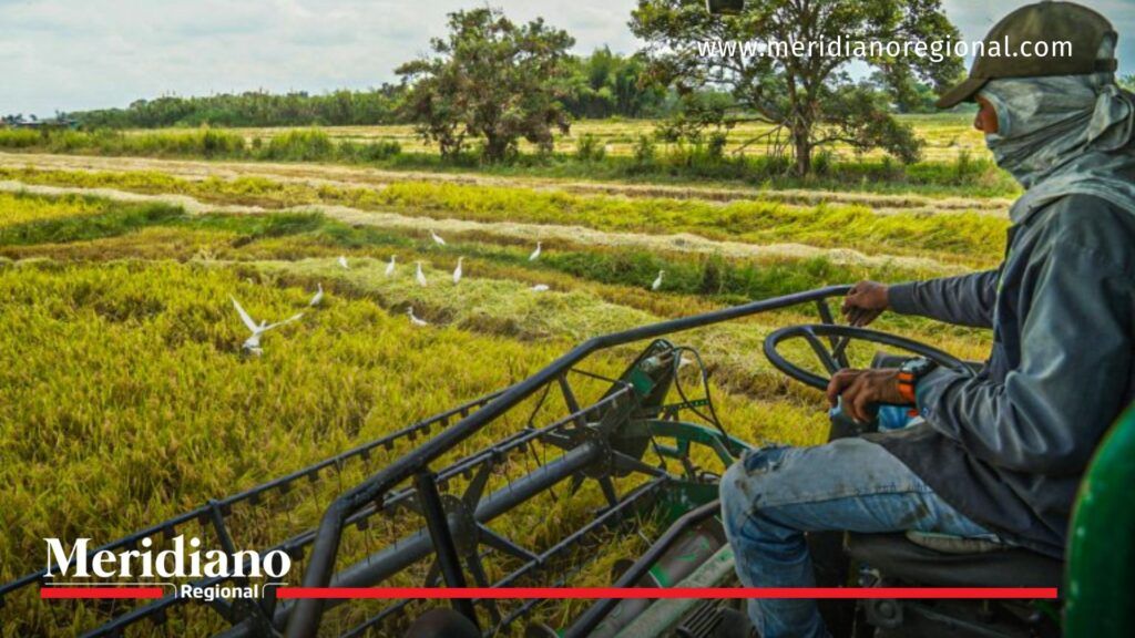 En 2017 se creó la planta procesadora de arroz blanco Kwe´sx.