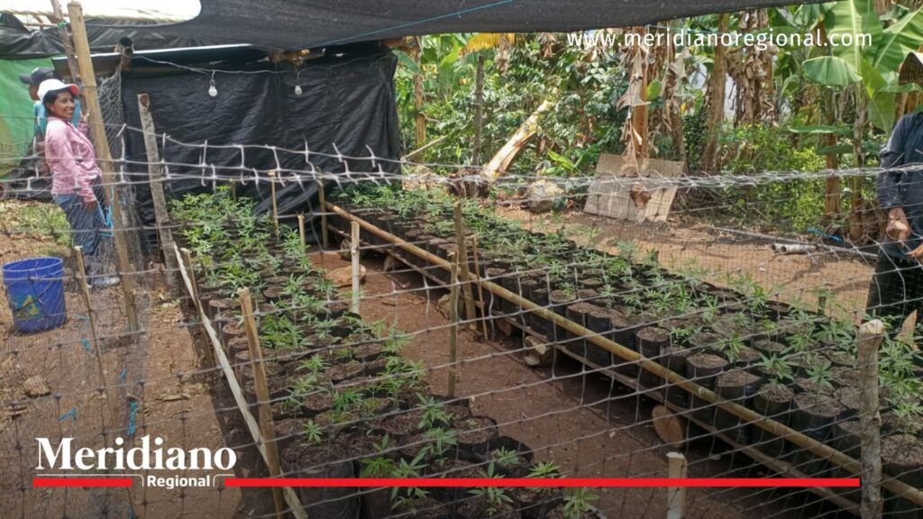Legalización del cannabis medicinal, el otro interés - Meridiano Regional Legalización del cannabis medicinal, el otro interés