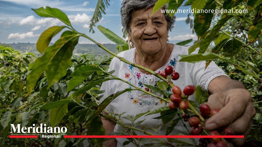 12 municipios beneficiarios y 26 iniciativas productivas de mujeres rurales son apoyadas por el proyecto. Fotografía: Miguel Varona - ONU Mujeres - Meridiano Regional 12 municipios beneficiarios y 26 iniciativas productivas de mujeres rurales son apoyadas por el proyecto. Fotografía: Miguel Varona - ONU Mujeres