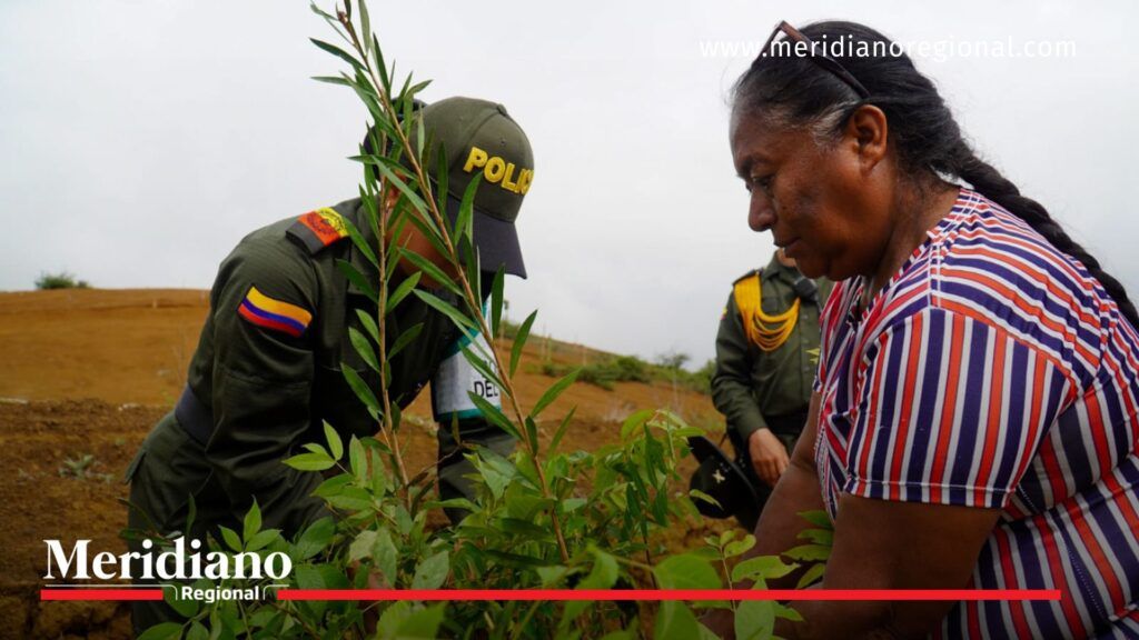 Popayán siembra más de 100 árboles en la quebrada La Paila - Meridiano Regional Popayán siembra más de 100 árboles en la quebrada La Paila