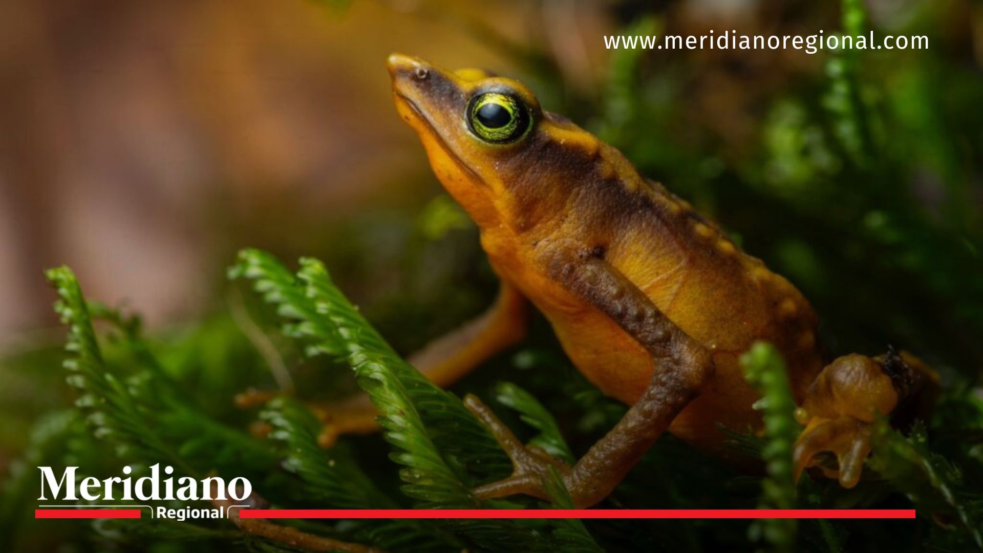 ¡Rana arlequín del “Monito” reaparece después de 41 años! - Universidad Industrial de Santander (UIS) - Serranía de los Yariguíes, Santander - Santuario de Flora y Fauna Guanentá - biólogo Jorge Ignacio Hernández Camacho