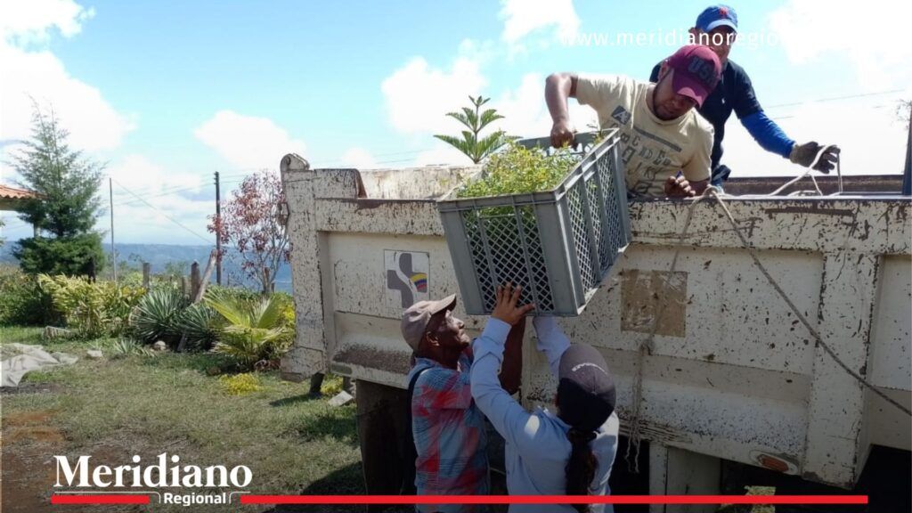 Entrega- plántulas- recuperación- campaña- reforestación- medio ambiente- Cajibío- Cauca- Colombia- naturaleza- - Meridiano Regional Entrega- plántulas- recuperación- campaña- reforestación- medio ambiente- Cajibío- Cauca- Colombia- naturaleza-