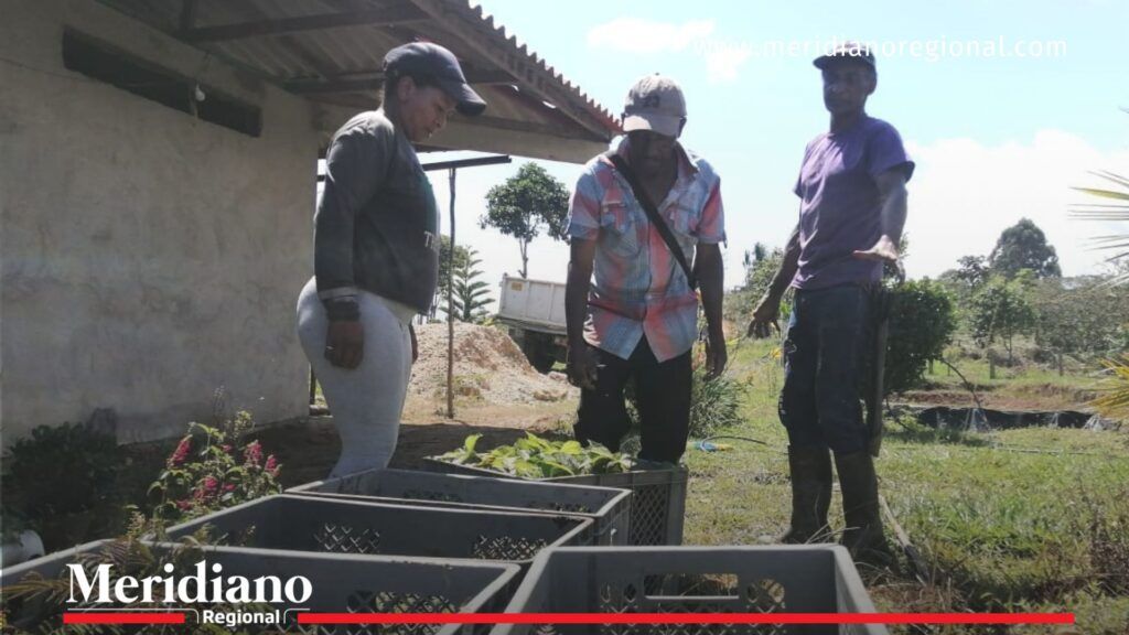 Entrega- plántulas- recuperación- campaña- reforestación- medio ambiente- Cajibío- Cauca- Colombia- naturaleza- - Meridiano Regional Entrega- plántulas- recuperación- campaña- reforestación- medio ambiente- Cajibío- Cauca- Colombia- naturaleza-