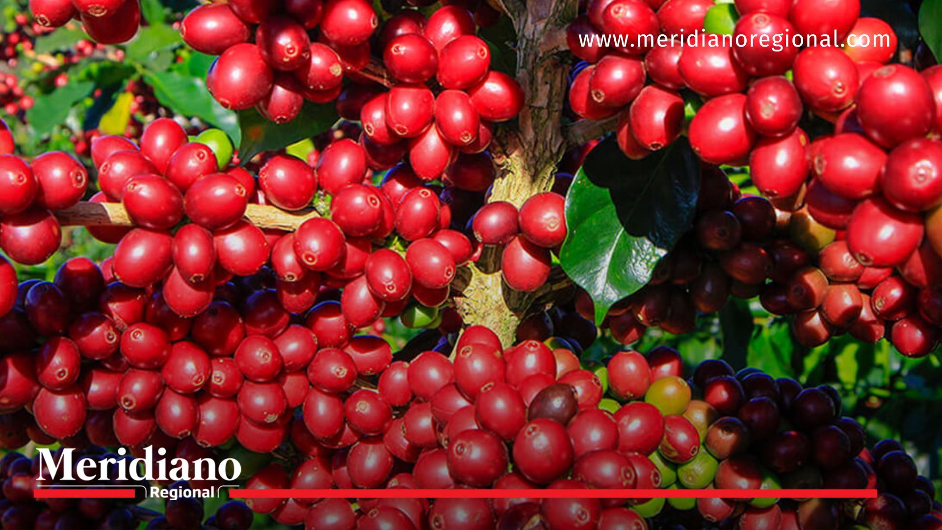 Insumos - Gobernación del Valle del Cauca - caficultores - café - Andalucía - Tuluá -   