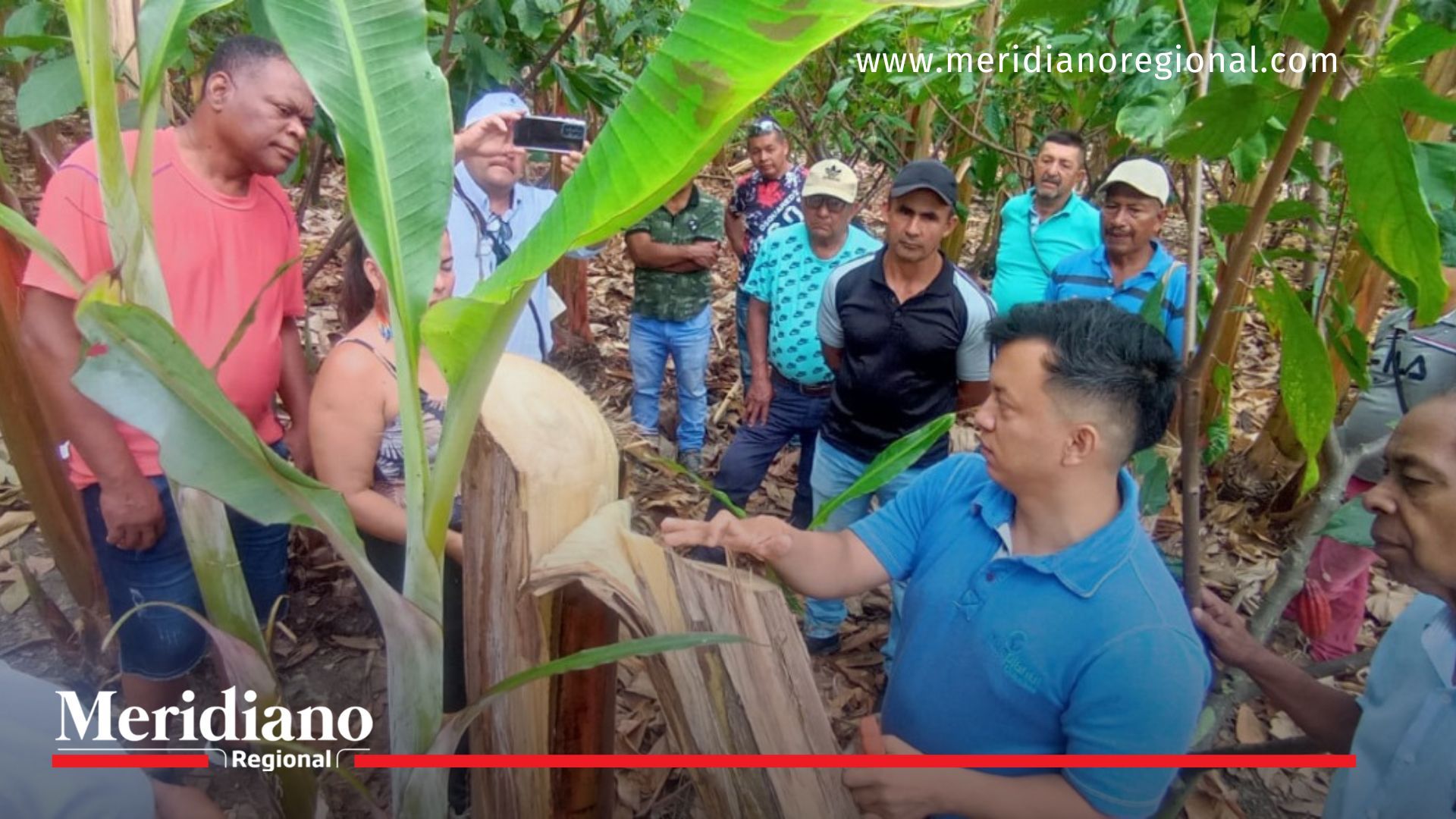 Productores de plátano y banano de Corinto mejoran su producción Productores- plátano- banano- capacitación- productividad- alianza- Alcaldía de Corinto- ASIAC-beneficiados- municipio- Corinto- Cauca- Colombia-