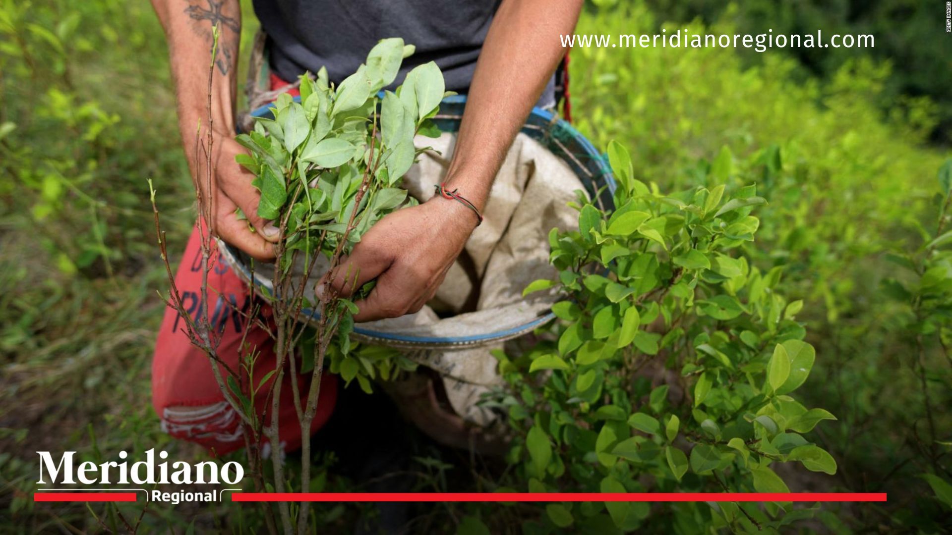 Caldono: Guardia Indígena y cultivadores se enfrentan Enfrentamiento- heridos- guardia indígena- cultivadores de coca- cultivos ilícitos- terrenos- conservación- rechazo- Caldono- Cauca- Colombia-