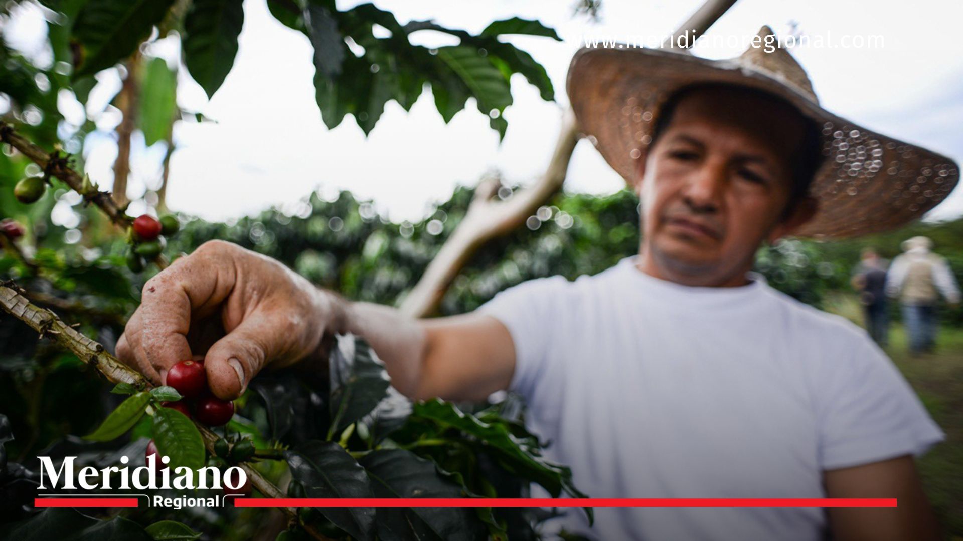 Exportaciones crecieron 8,7 % en noviembre de 2024 exportaciones- crecimiento- porcentajes- comparación- economia- dinero- DANE- reportes- Gremios- Colombia-