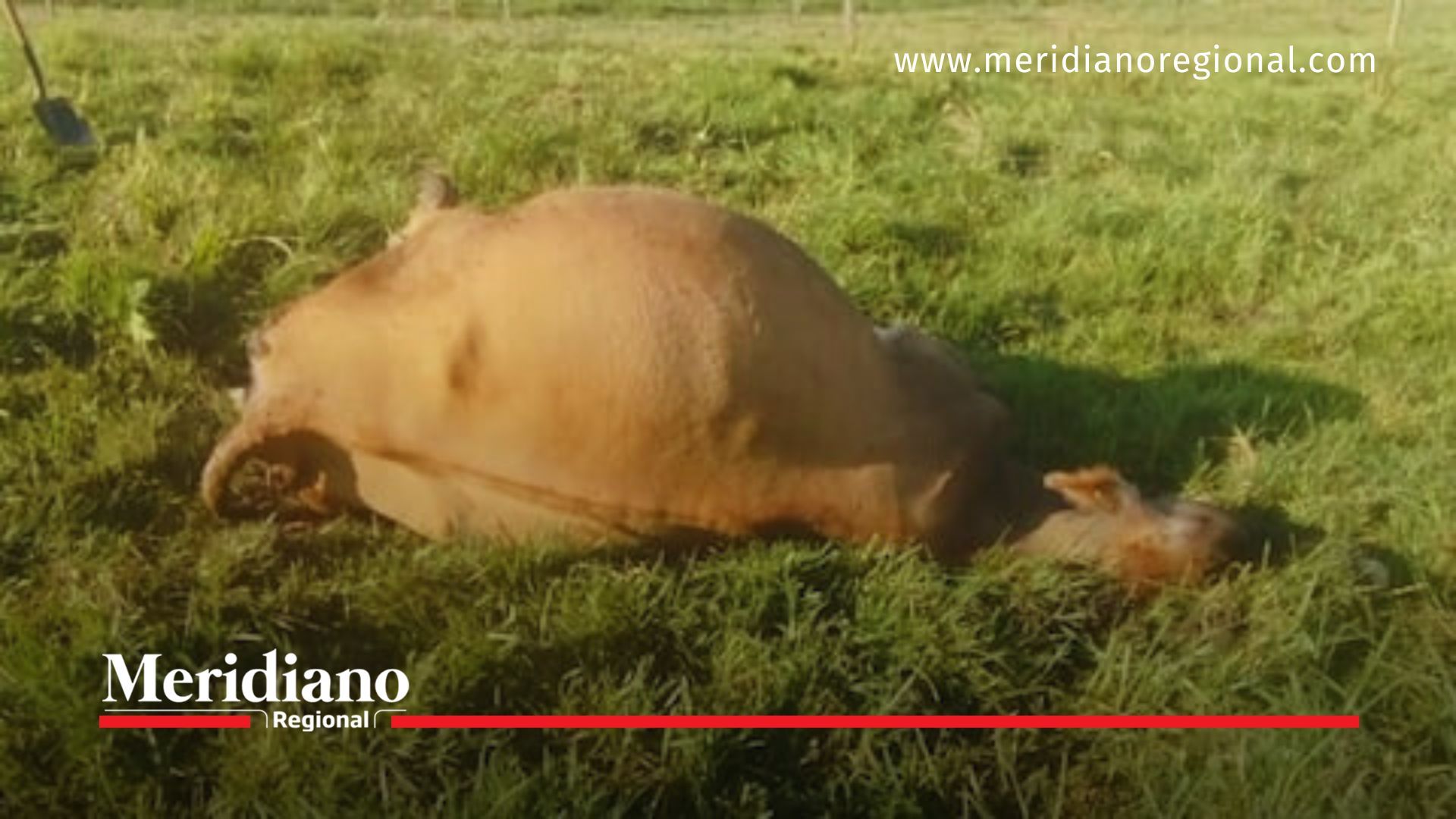 Emergencia volcánica Paletará - Cenizas volcánicas Puracé - Volcán Curiquinga Puracé efectos - Muerte de ganado Paletará - Ceniza volcánica animales afectados - Cenizas Puracé impacto en salud - Resguardado Paletará crisis natural - Efectos cenizas animales Puracé - Salud pública crisis cenizas - Riesgo para la salud Puracé - Desastre natural Puracé - Contaminación por ceniza volcánica Cauca - Alerta volcánica Puracé 2025