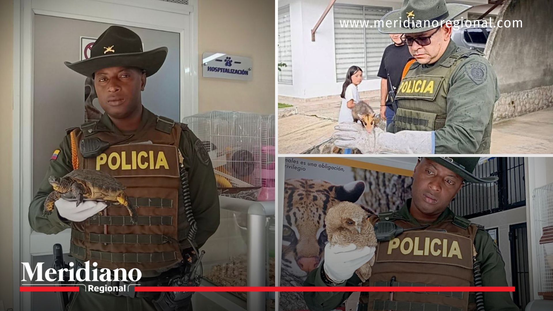 Rescate de fauna silvestre en Popayán Rescate- fauna silvestre- salud- condiciones- recuperación- cooperación- comunidad- Policía- Popayán- Cauca- Colombia- 