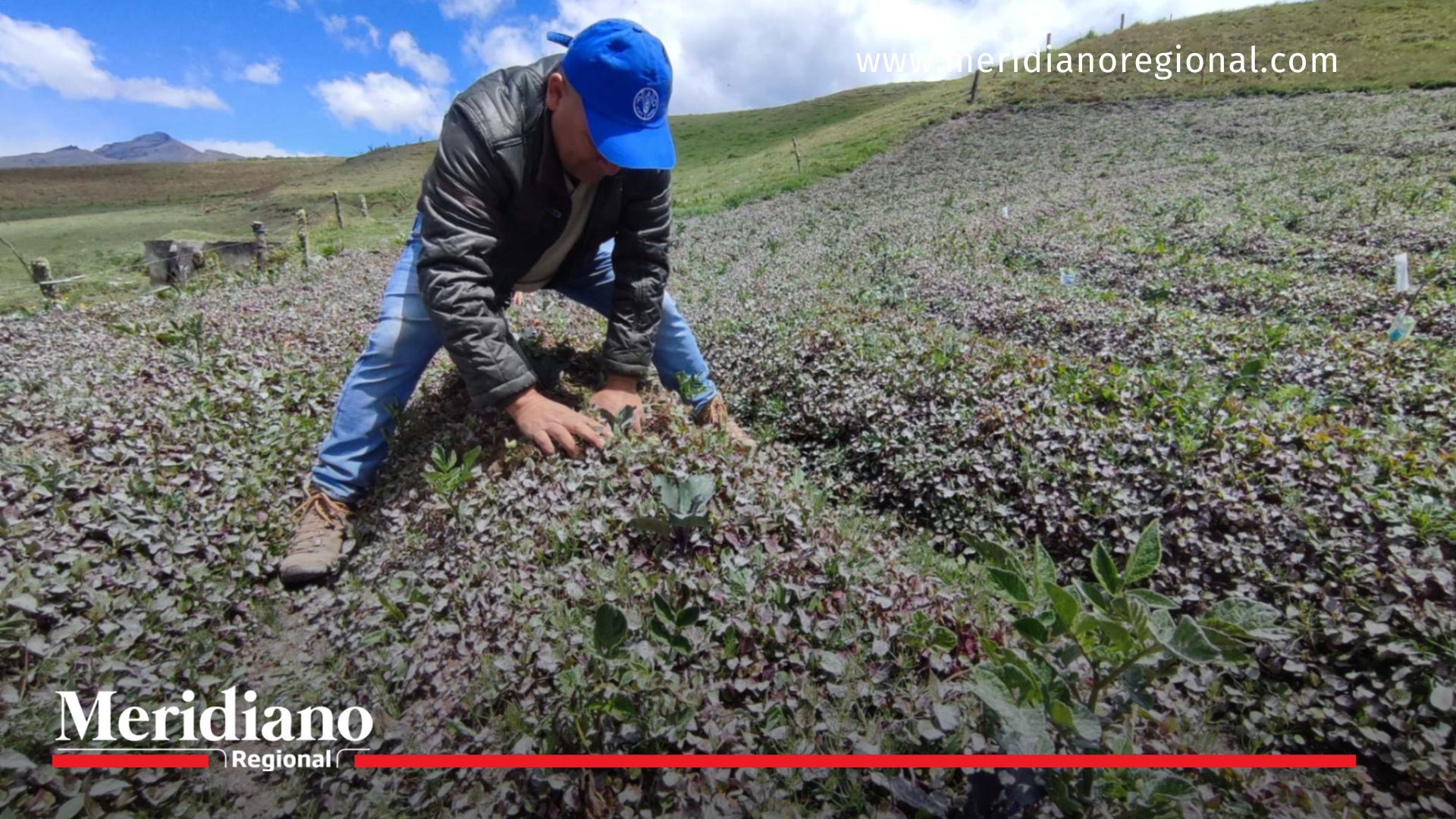 FAO Colombia- asistencia- técnica- cuidados- veterinaria- afectaciones- ceniza- volcán Puracé- ganado- cultivos- red lechera- cultivos- comunidades- productividad- Puracé- Cauca- Colombia- - Meridiano Regional FAO Colombia- asistencia- técnica- cuidados- veterinaria- afectaciones- ceniza- volcán Puracé- ganado- cultivos- red lechera- cultivos- comunidades- productividad- Puracé- Cauca- Colombia-