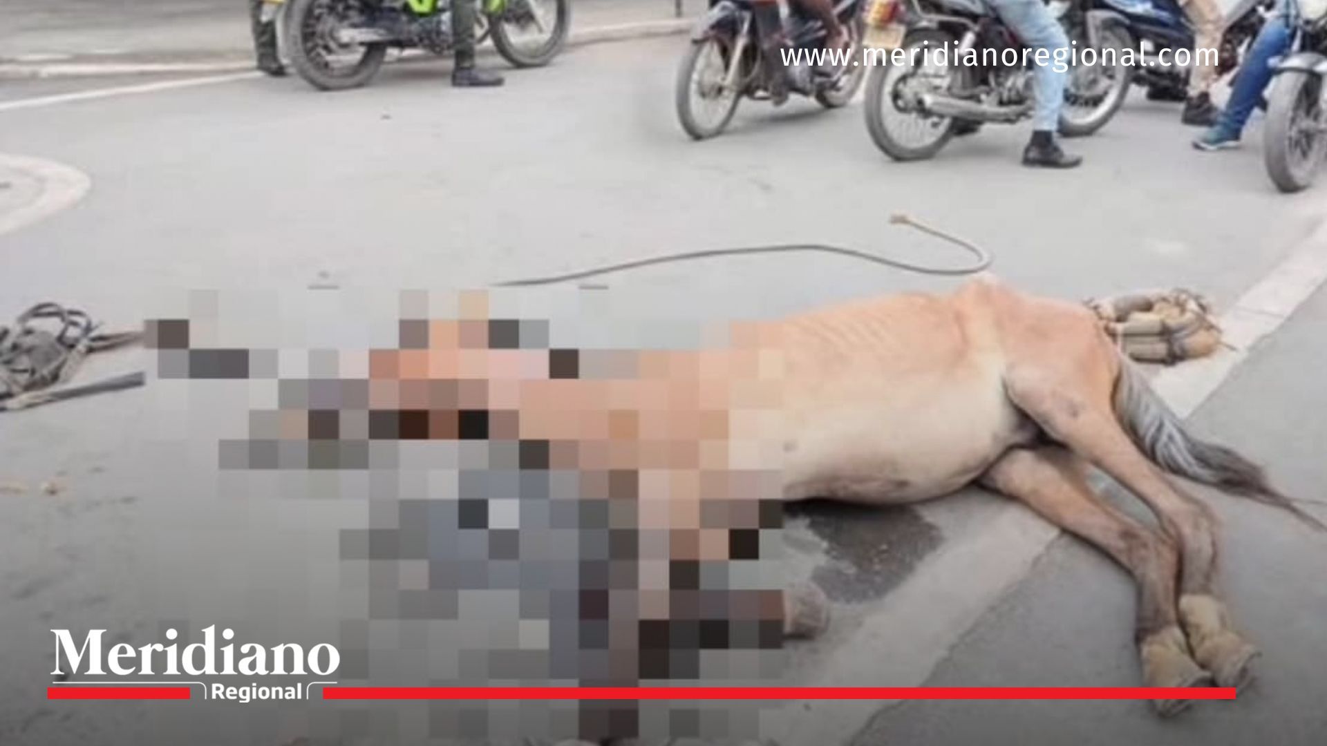Indignación por maltrato animal en Puerto Tejada Indignación- caso- maltrato animal- trabajo forzado- exceso de peso- aprovechamiento- caballo- salud- autoridades- medidas- controles- exigencia- Puerto Tejada- Cauca- Colombia-