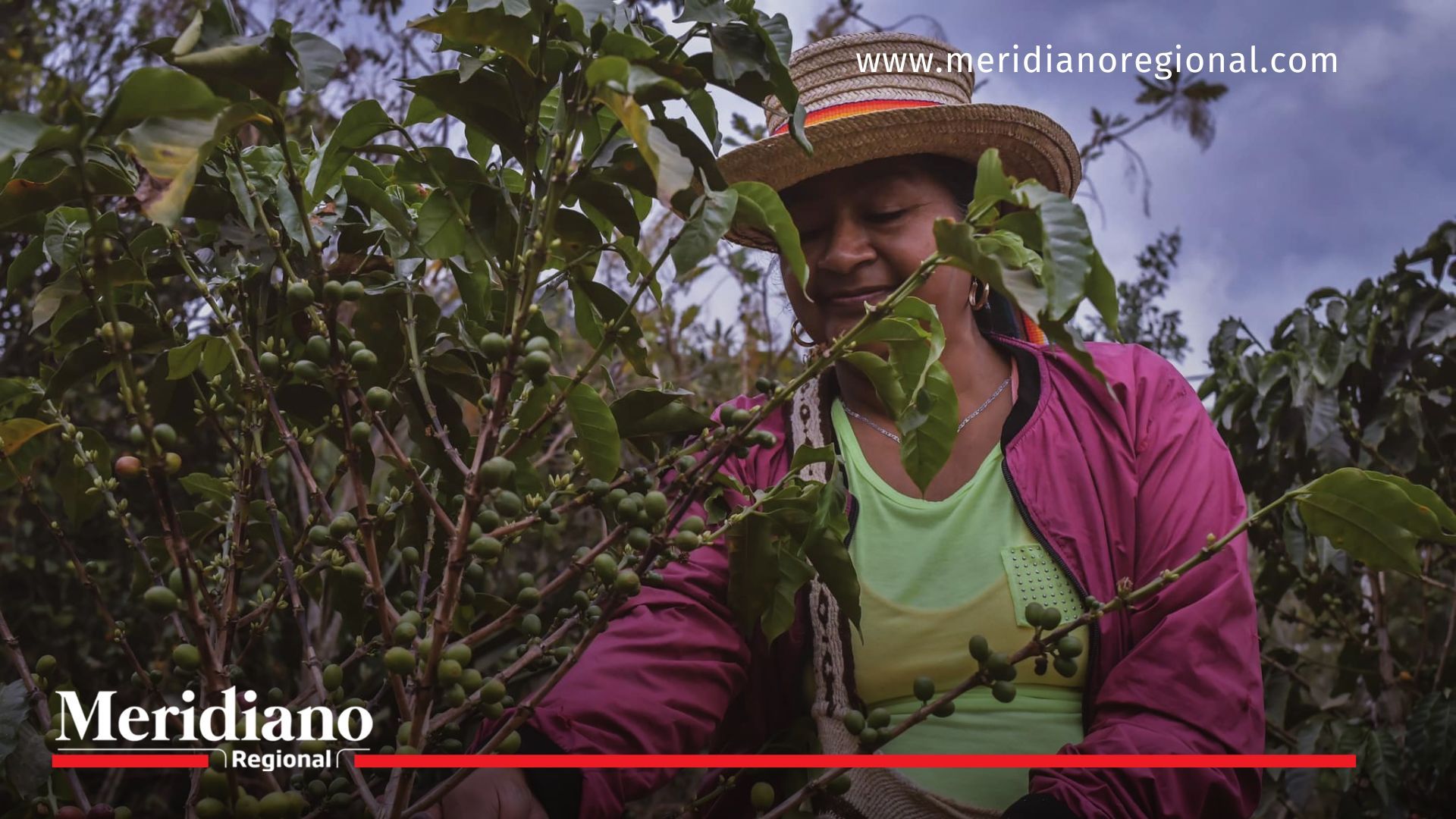 Cese de fondos de USAID pone en riesgo avances en el Cauca Impacto- congelamiento- recursos- ayuda- cooperación- proyectos- social- desarrollo- USAID- comunidad- departamento- Cauca- Colombia-