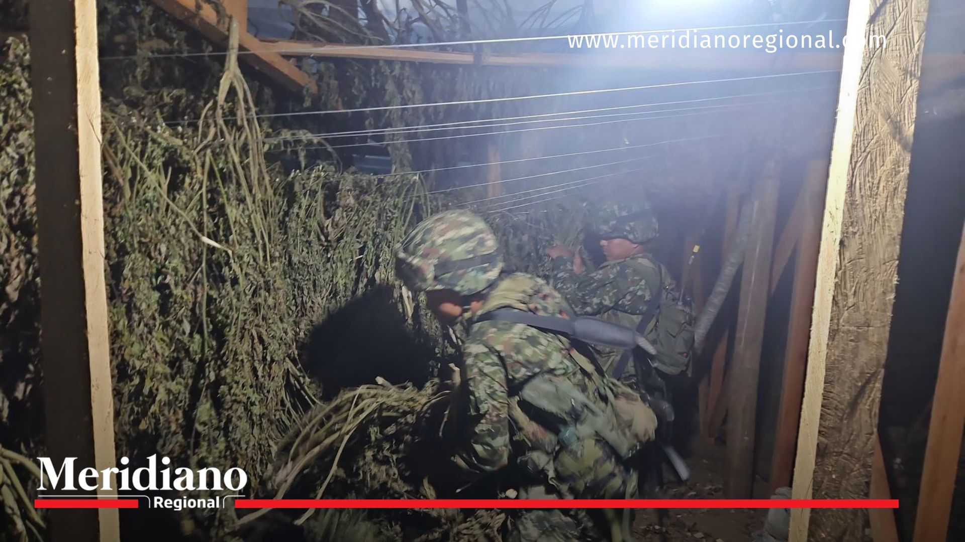 en toribío -Incautan más de 1,3 toneladas de marihuana en Toribío Incautación- secadero- marihuana- toneladas- kilogramos- golpe- narcotráfico- FARC- destrucción- operativo- Toribío- Cauca- Colombia- Policía- Ejército-en toribío -