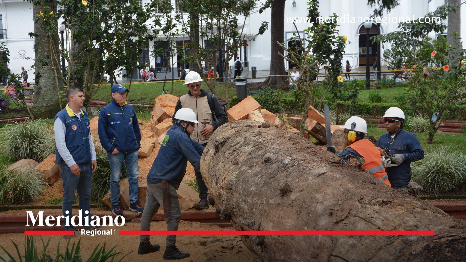 Popayán - tala Araucaria - Parque Caldas - seguridad ciudadana - Gestión del Riesgo - DAFE - Corporación Autónoma Regional del Cauca - CRC - resolución 326 - deterioro avanzado - insectos xilófagos - prevención de desastres - preservación ambiental