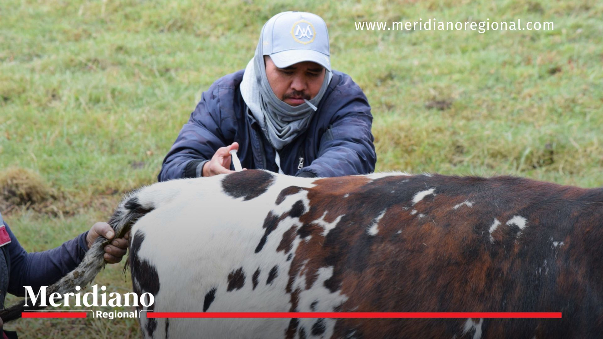 Asistencia técnica de FAO a ganado y cultivos en Puracé FAO Colombia- asistencia- técnica- cuidados- veterinaria- afectaciones- ceniza- volcán Puracé- ganado- cultivos- red lechera- cultivos- comunidades- productividad- Puracé- Cauca- Colombia-