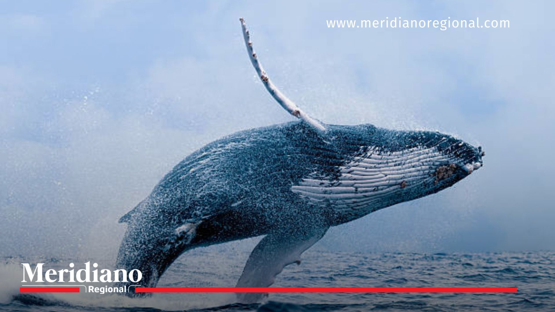 El día mundial de las ballenas resalta su rol vital en los océanos día-mundial-de-las-ballenas - ballenas-jorobadas - ecosistemas-marinos - contaminación-acústica - cambio-climático - amenazas-a-las-ballenas - protección-de-las-ballenas - Greenpeace - océanos-saludables - migración-de-ballenas-