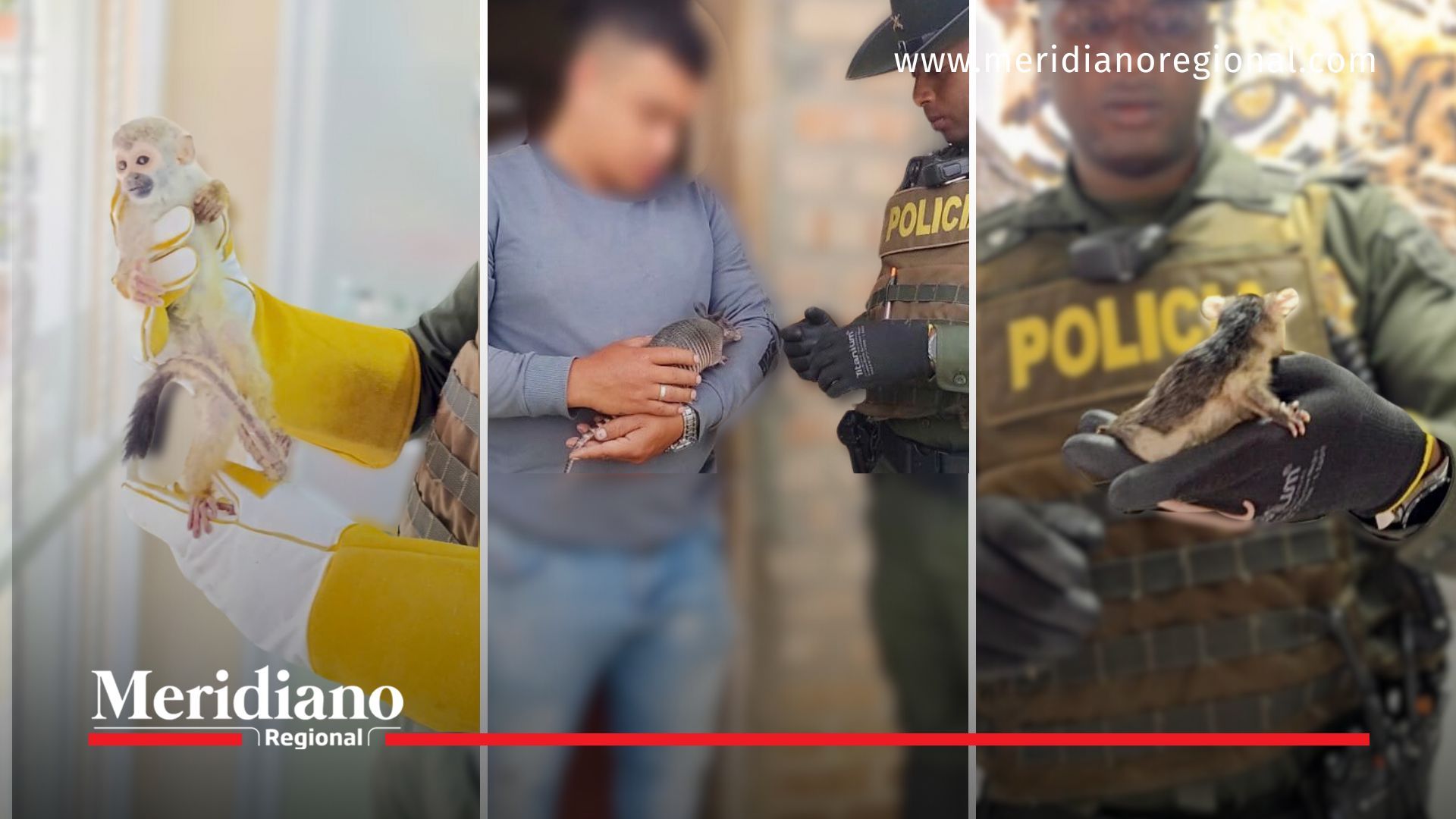 rescate-animales-silvestres - Policía-Ambiental - centro-veterinario - Corporación-Autónoma-Regional-del-Cauca - armadillo - zarigüeya - fauna - rehabilitación - autoridades-ambientales - conservación