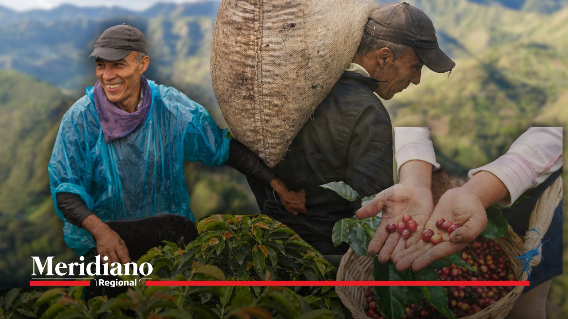 café -café - Cauca - desarrollo económico - caficultores - producción cafetera - 1.500.000 sacos - cosecha 2 billones de pesos - familias cafeteras - Roberto Castrillón Simmonds - parque cafetero - renovación hectáreas - Servicio de Extensión - jóvenes - mujeres caficultoras - Feria Cauca Sabe a Café - calidad del café caucano - identidad - progreso- café -
