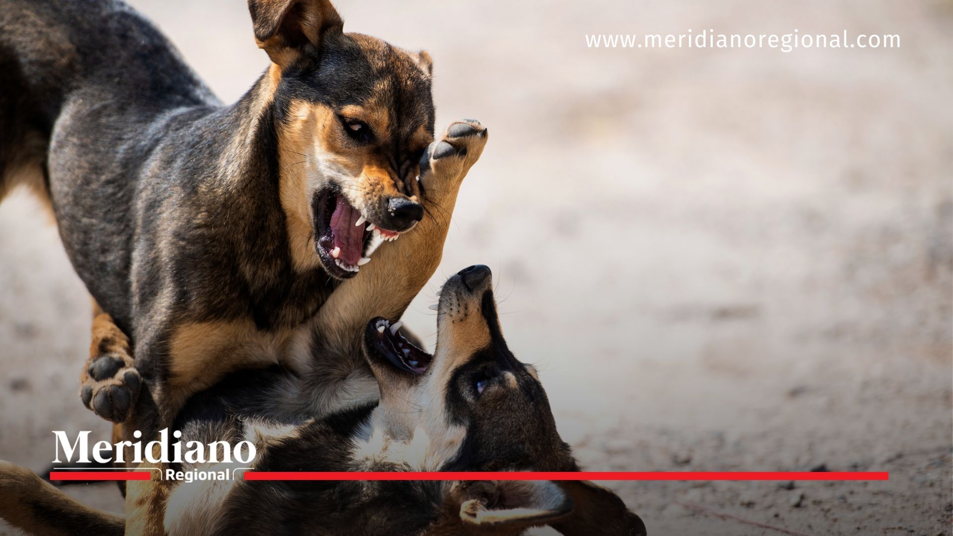 perros-tenencia-responsable-perros-peligrosos-conjuntos-residenciales-Colombia-Ley-746-2002-perros-agresivos-seguridad-perros-bozal-y-correa-permisos-para-perros-multas-por-perros-peligrosos-decomiso-de-perros-cuidado-de-perros-convivencia-con-perros