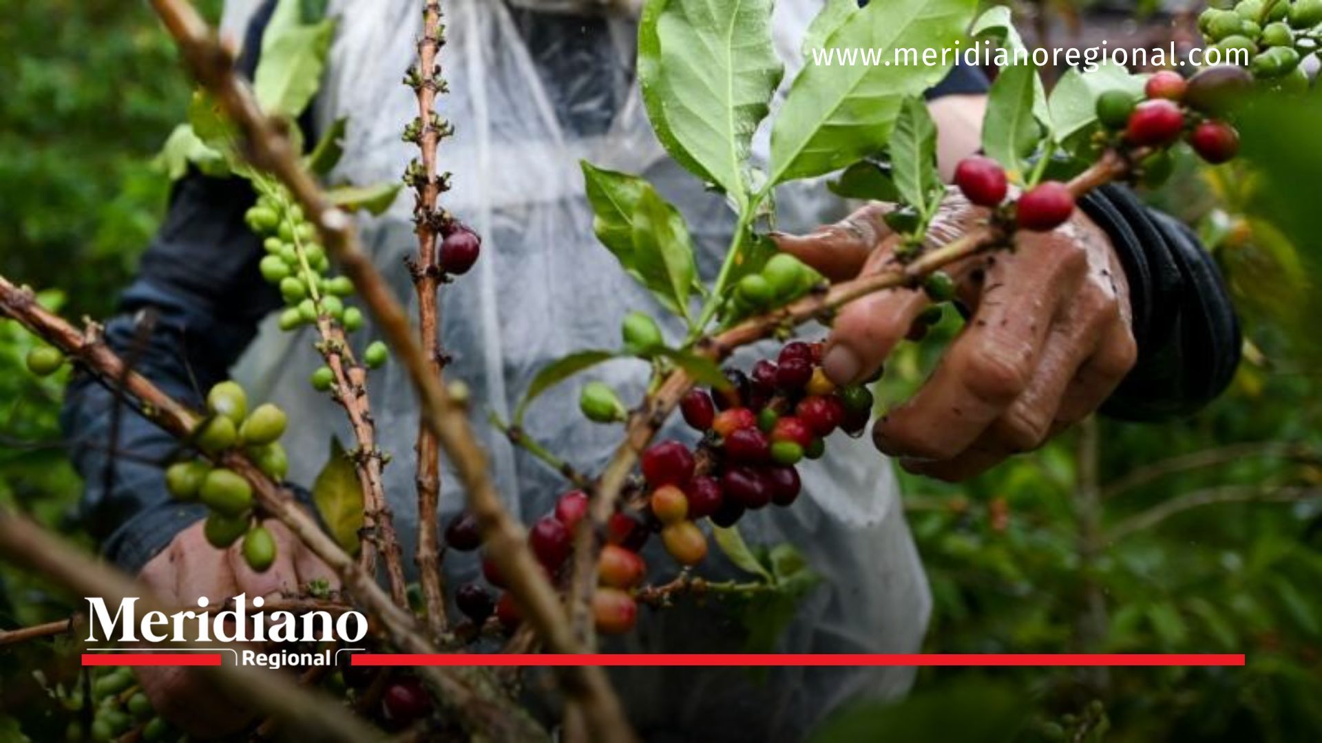 Colombia rompe récord de producción de café con 14.7 millones de sacos