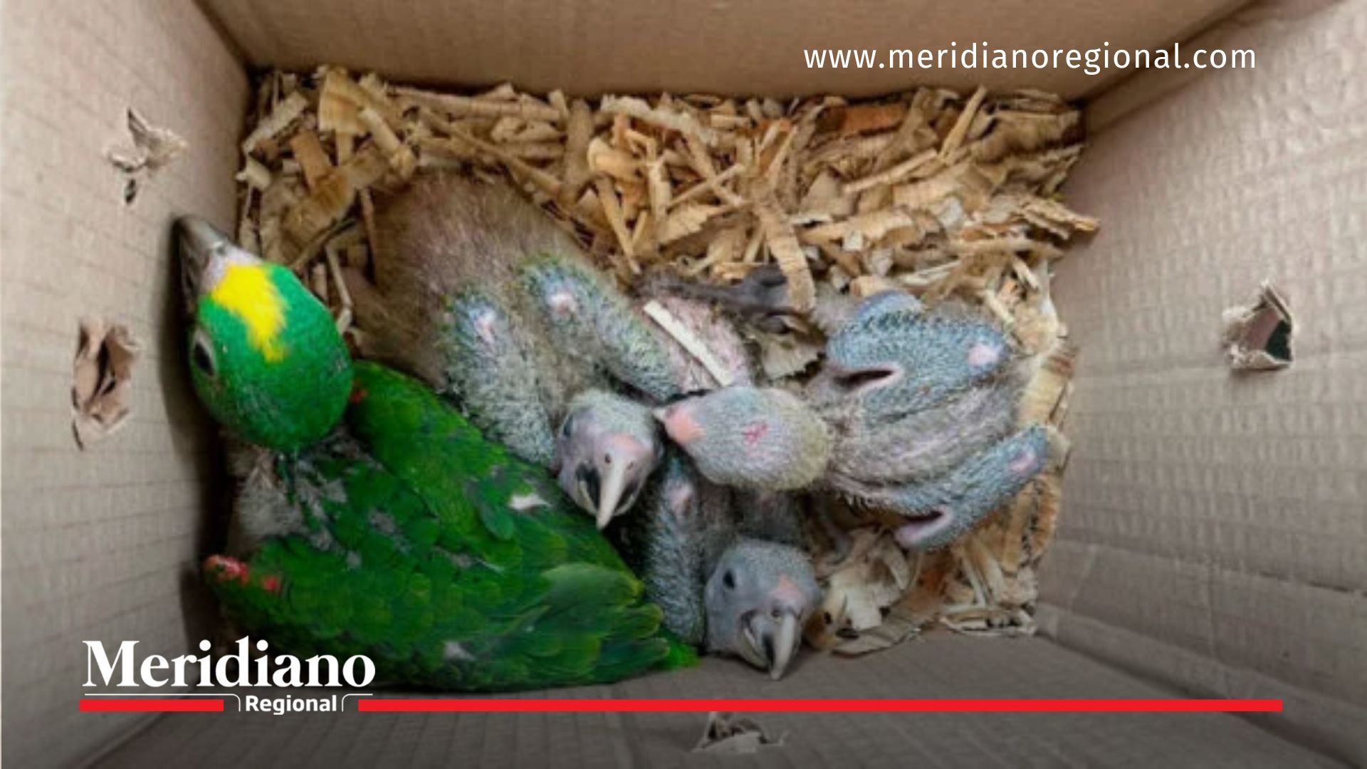 Fauna silvestre recuperada por la Policía en La Cruz fauna-silvestre-trafico-ilegal-loros-rescate-policia-Nariño-La-Cruz-biodiversidad-proteccion-ambiental-