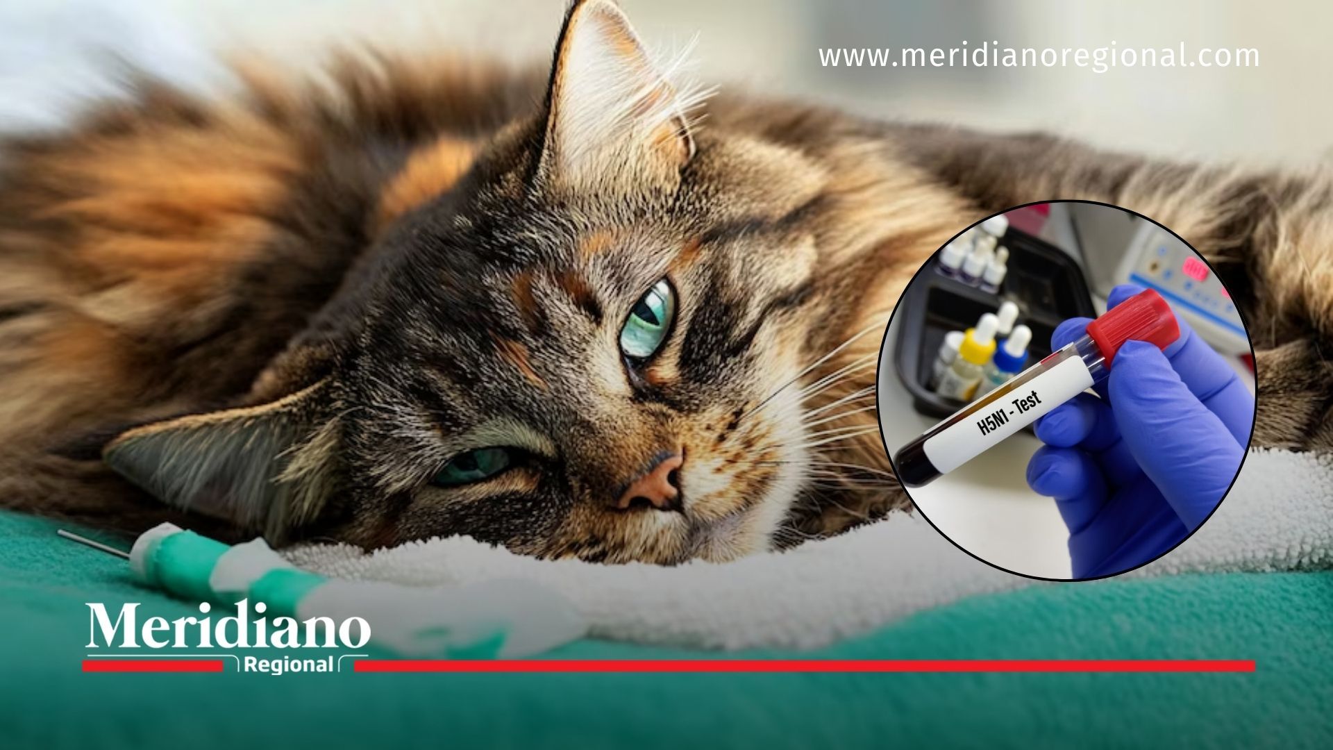 Gripe aviar H5N1: un peligro para los gatos