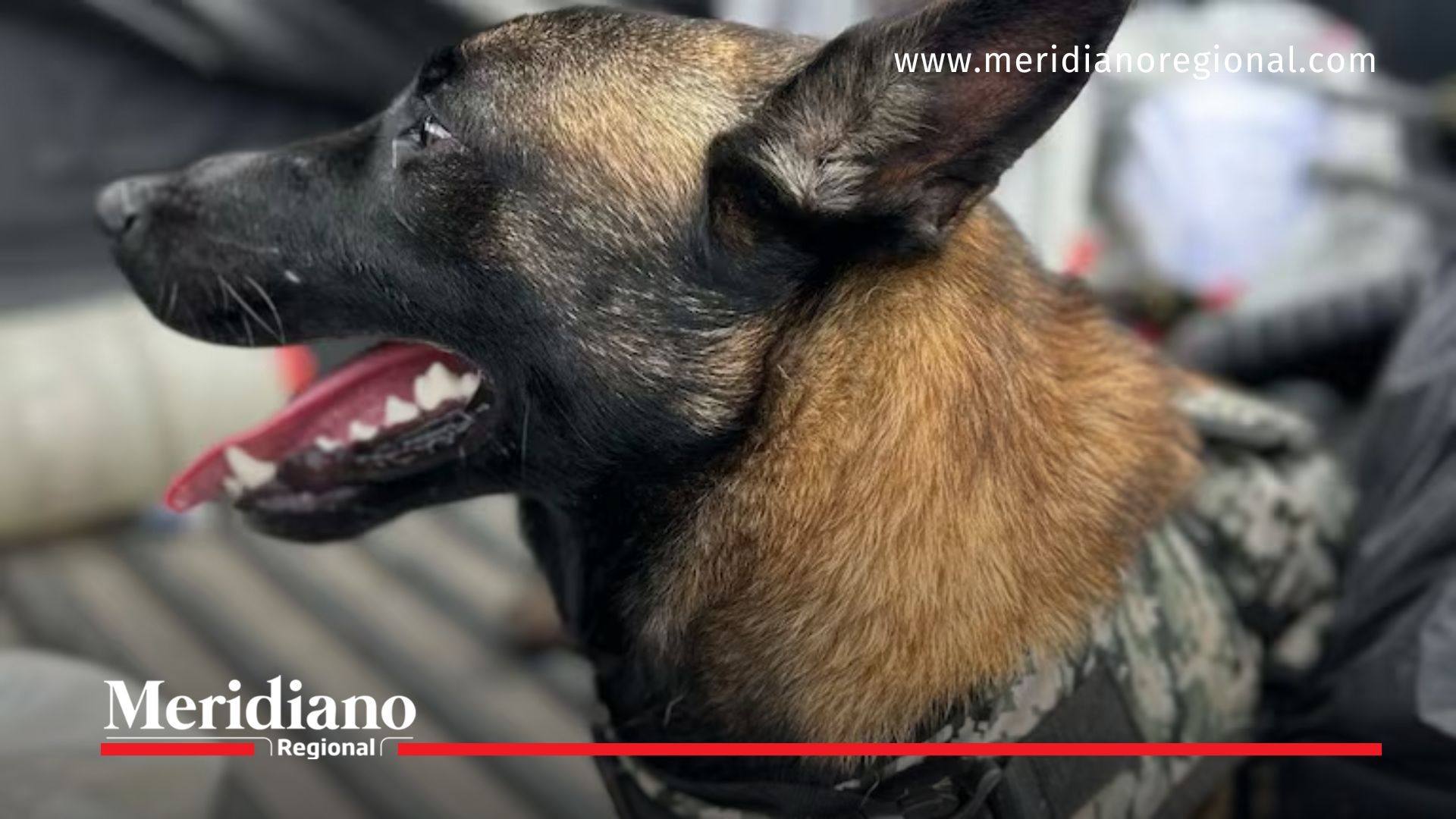 un perro